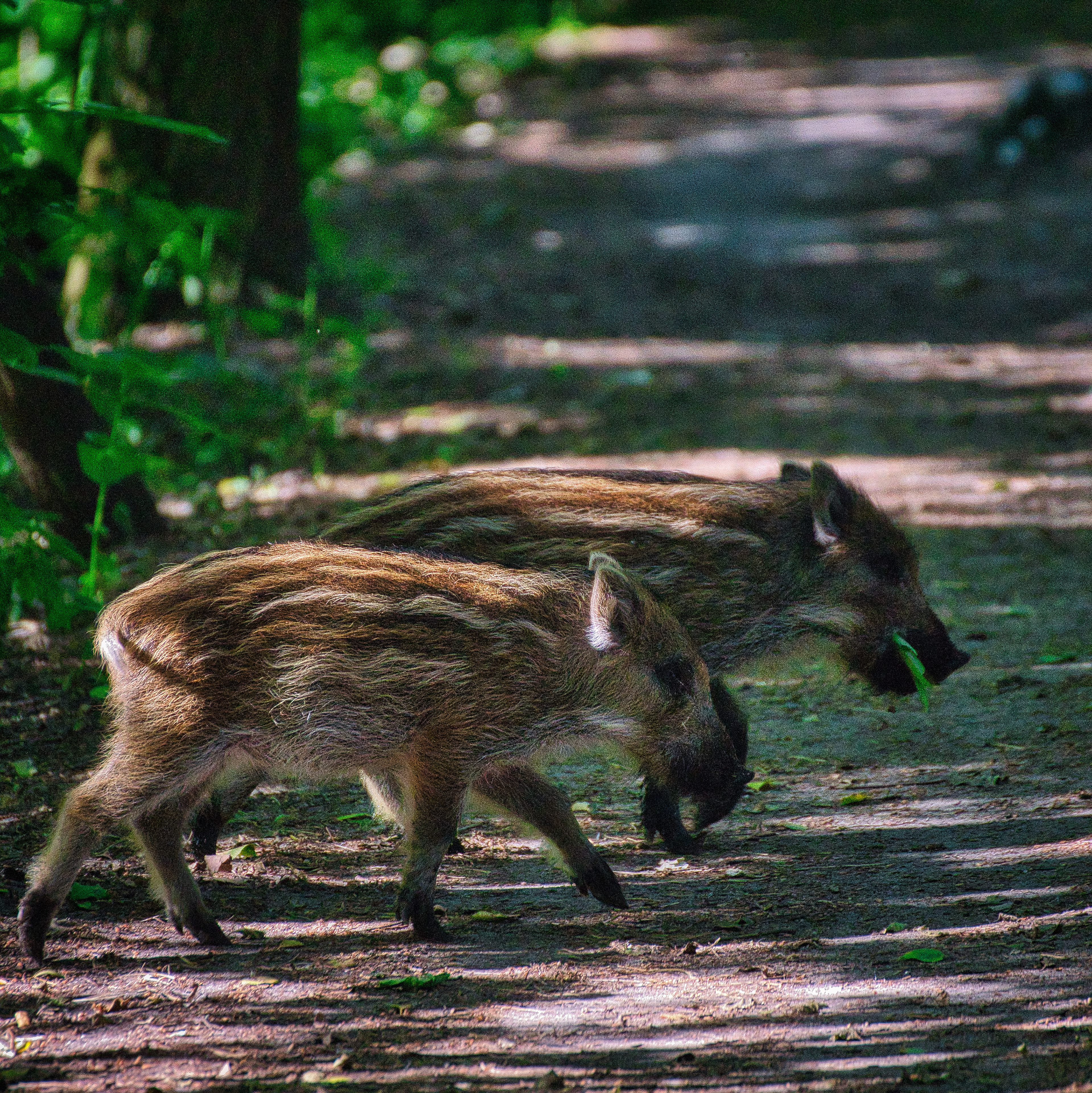 Dwa Dzikie Dzikusy (Sus scrofa) 2021