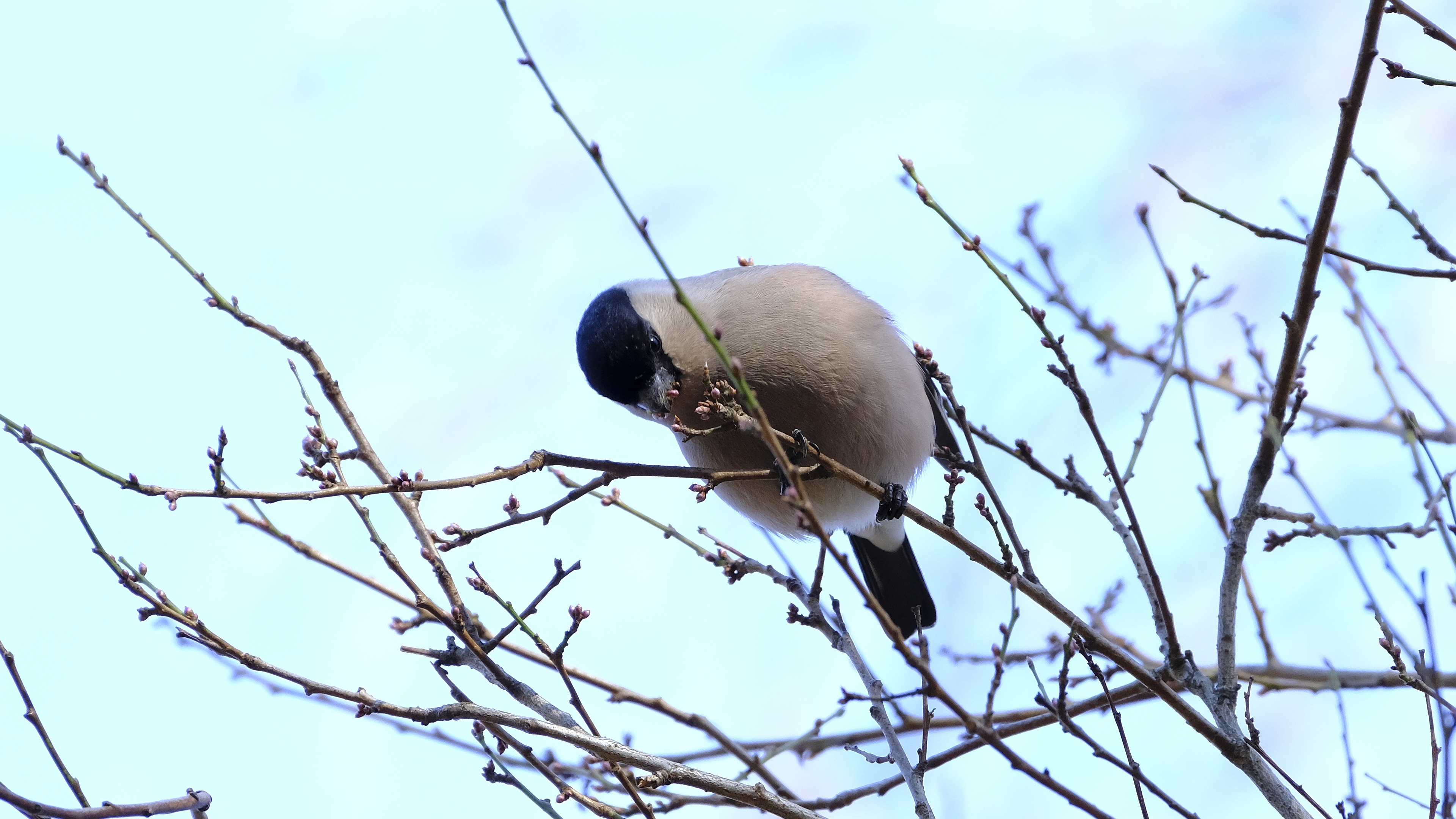 Pani Gilowa na śniadaniu (Pyrrhula pyrrhula) 02.2022
