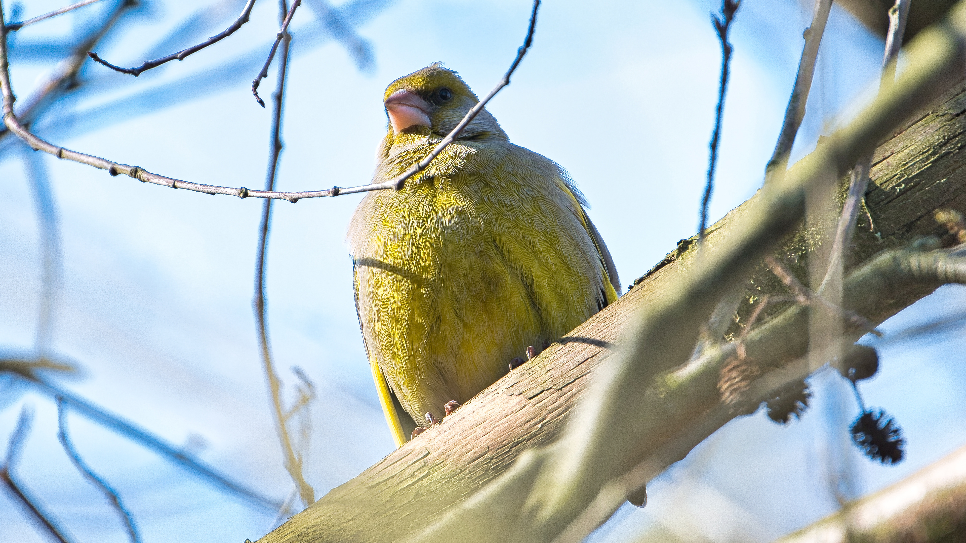 nieiwemcotoniec być może dzwoniec (Carduelis chloris) 02.2022