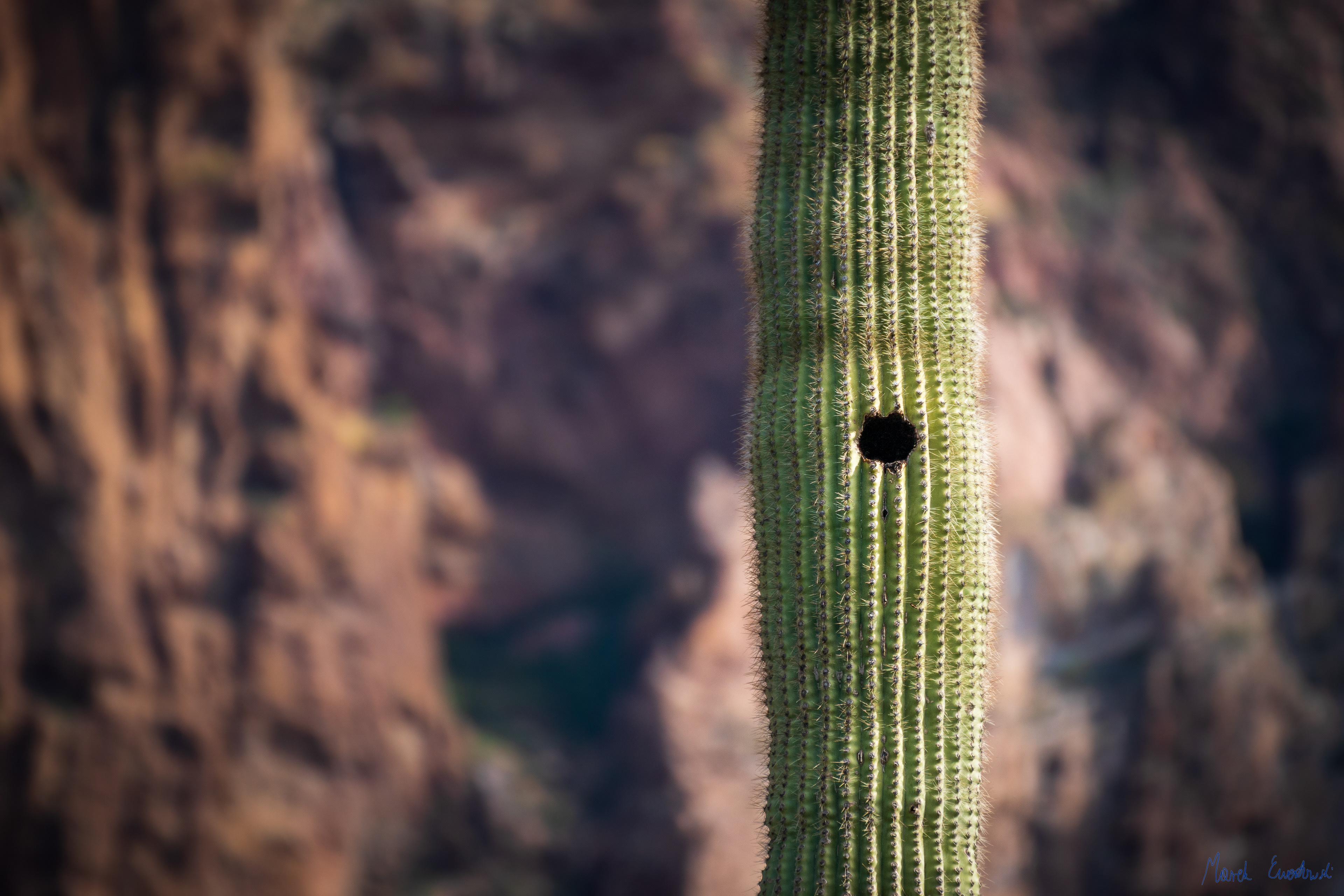 Organ Pipe Cactus National Monument, Arizona