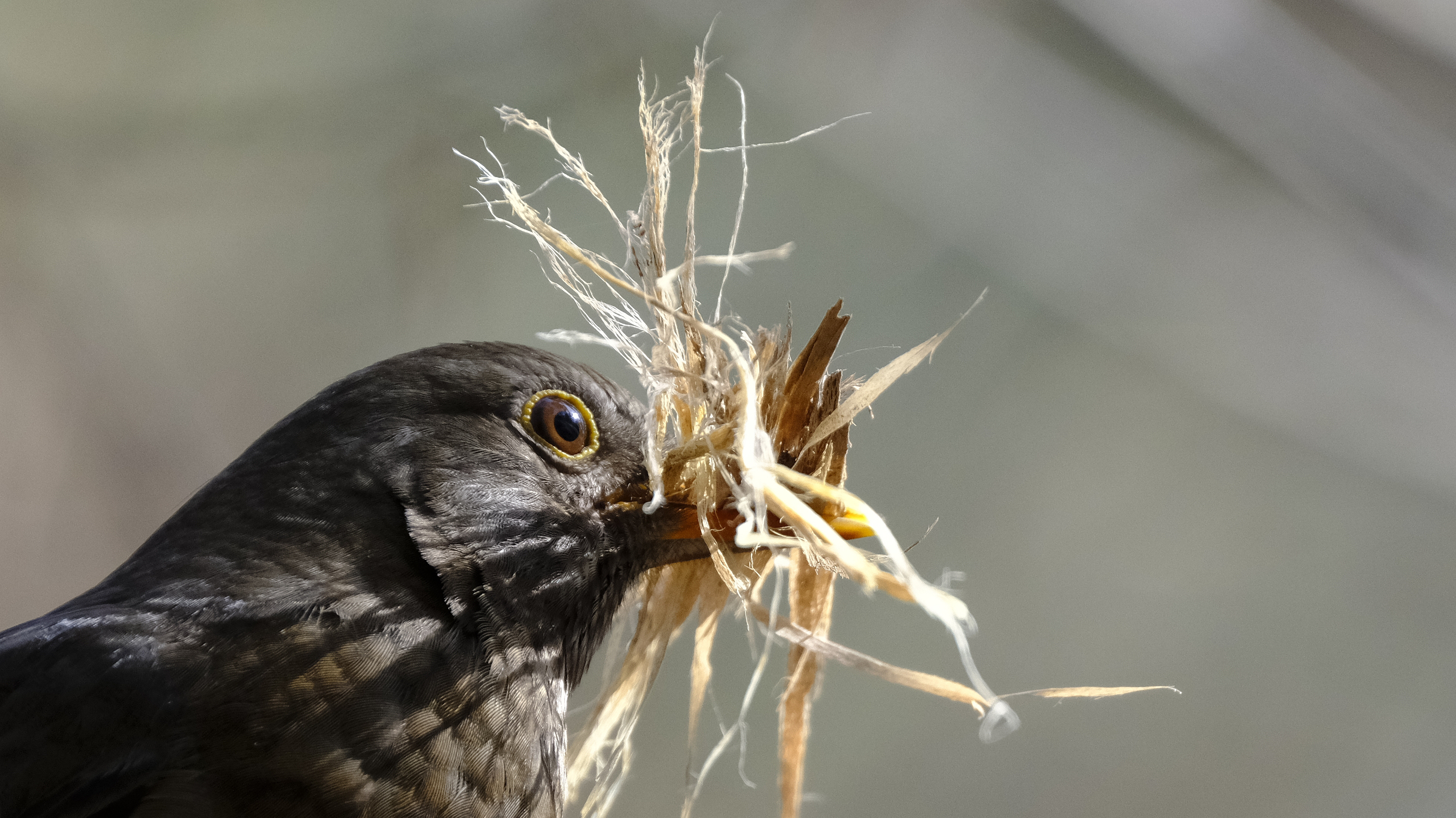 Kos  budowniczy (Turdus merula) 03.2022