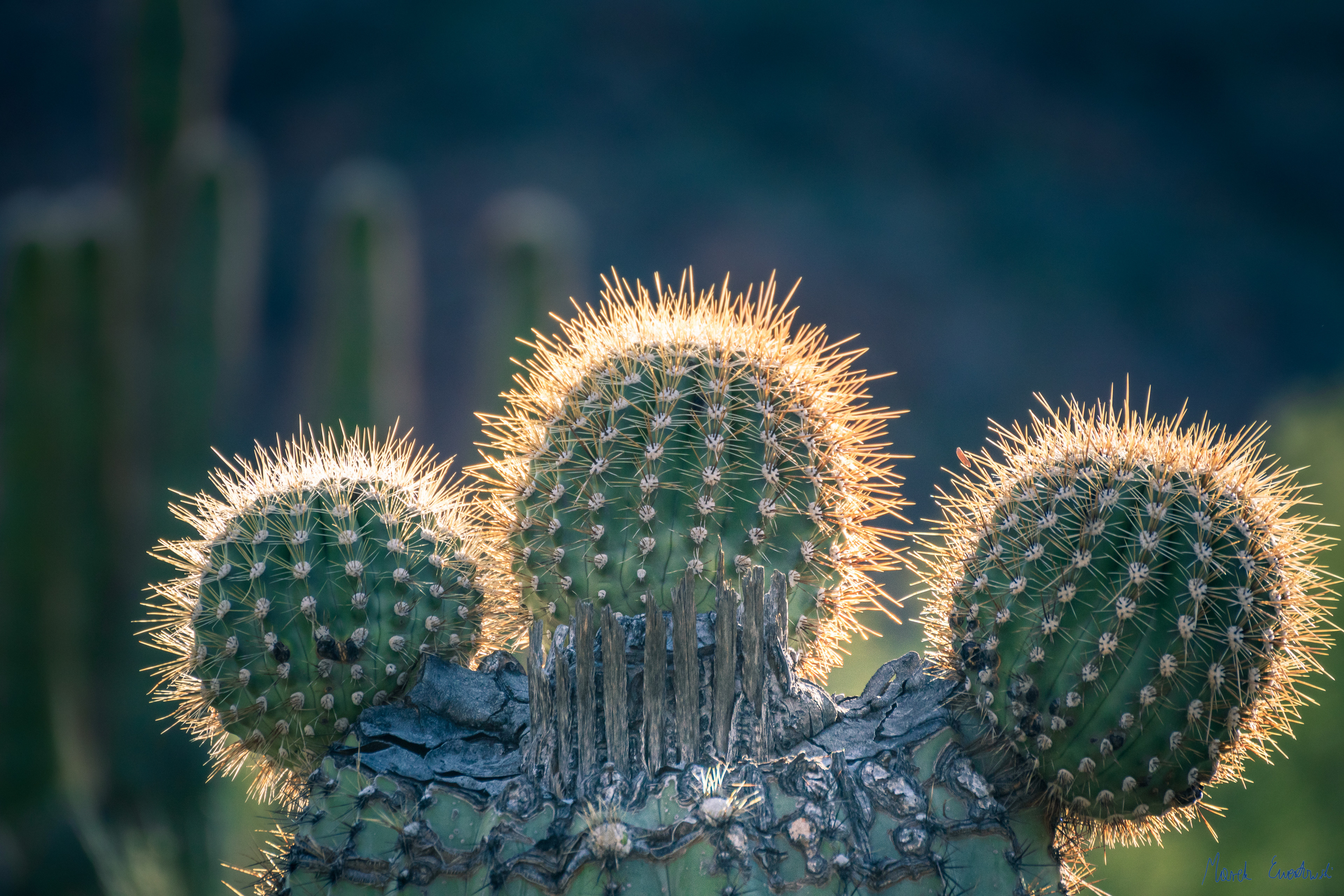 Organ Pipe Cactus National Monument, Arizona