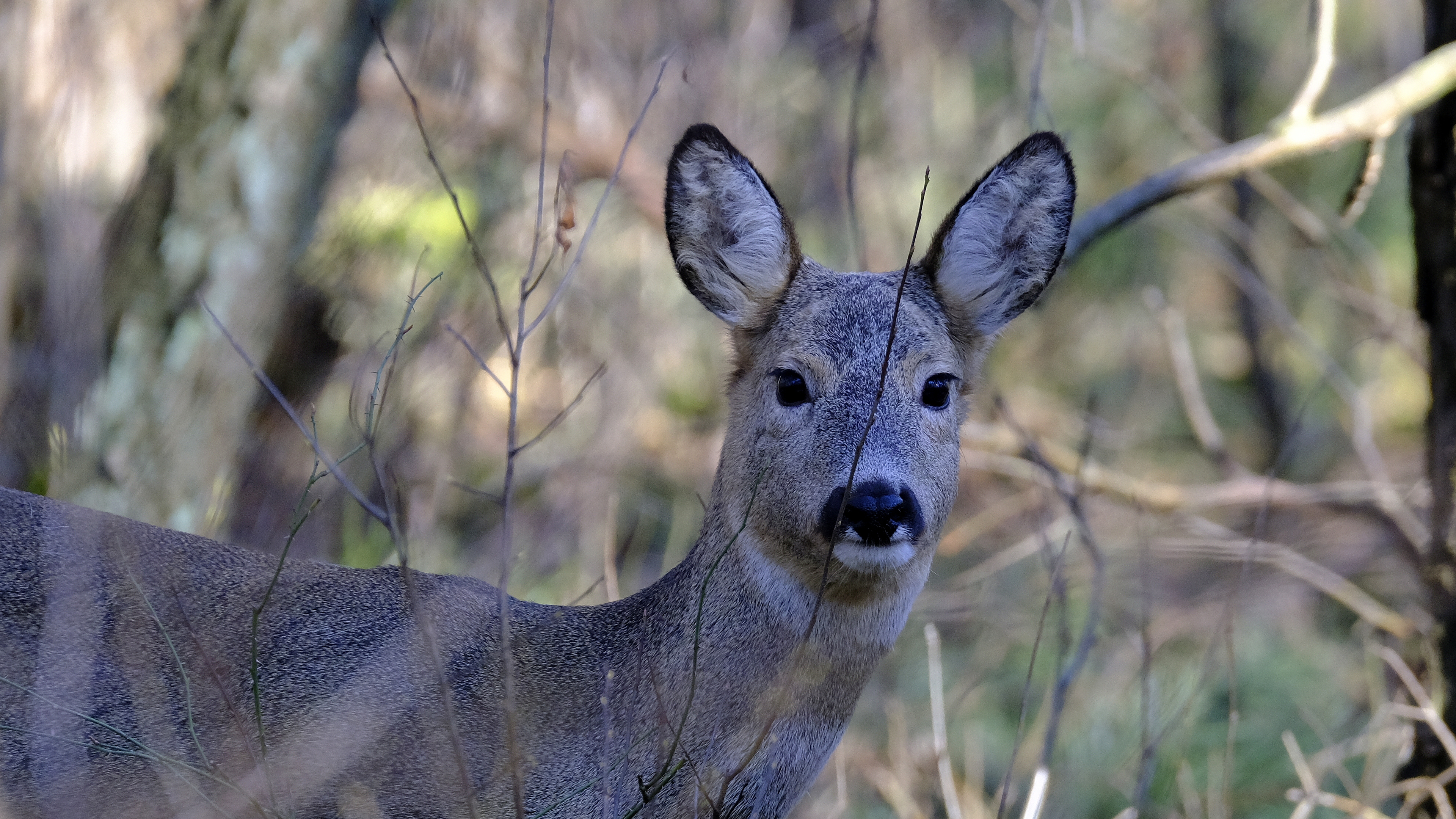 oczy w oczy (Capreolus capreolus) 03.2022