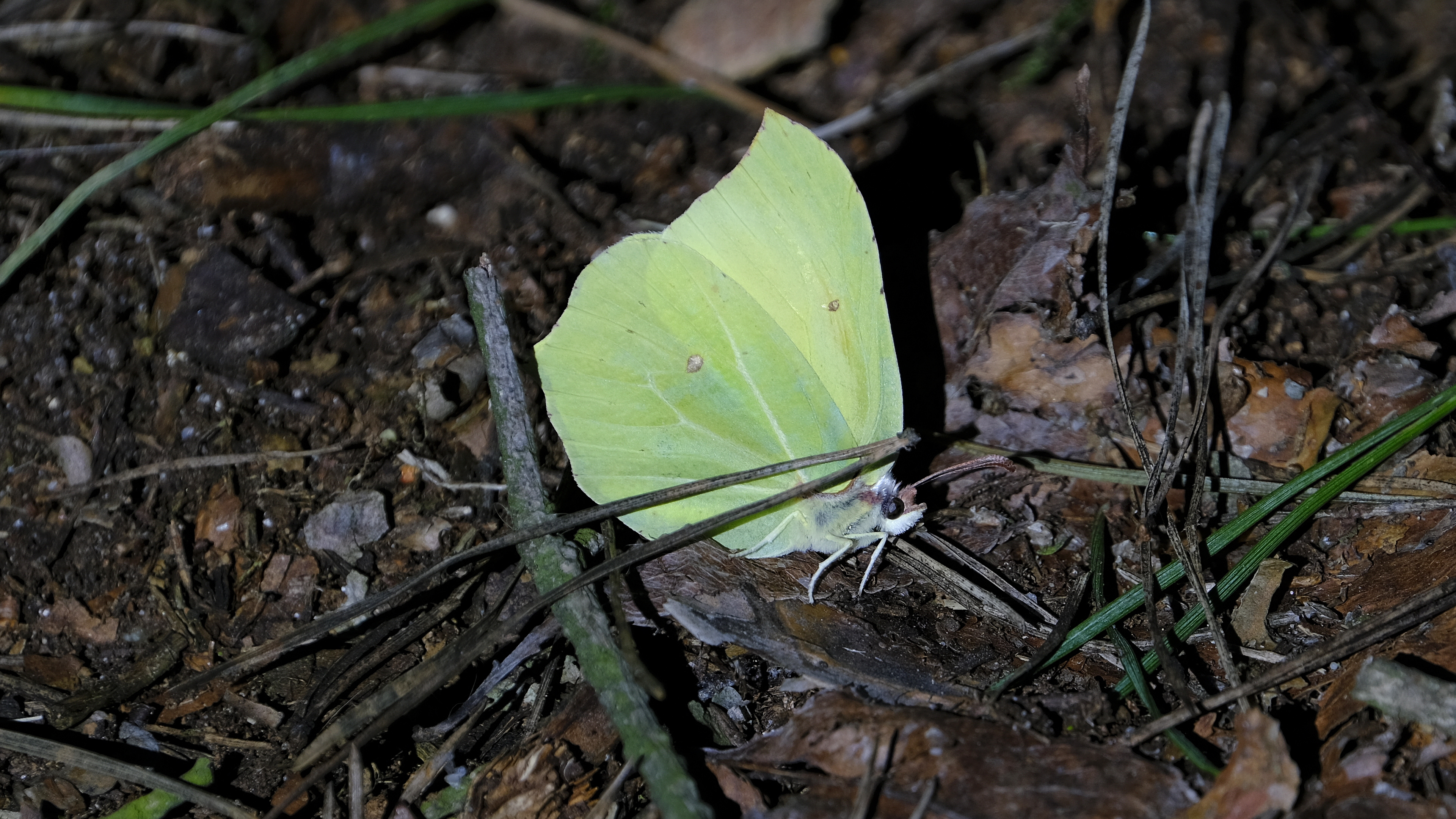 Latolistek cytrynek (Gonepteryx rhamni) 03.2022