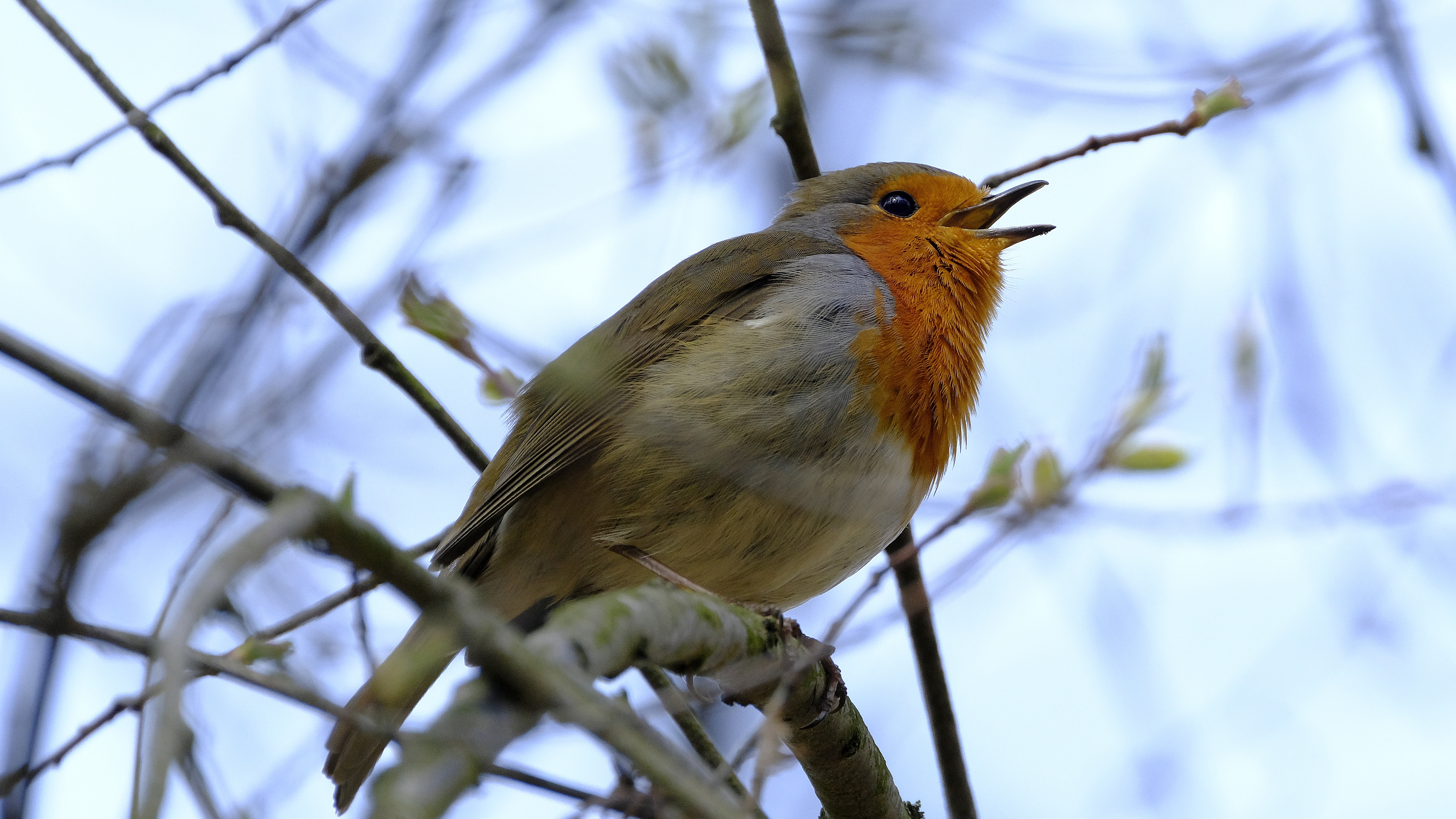 Rudzik (Erithacus rubicola) 03.2022