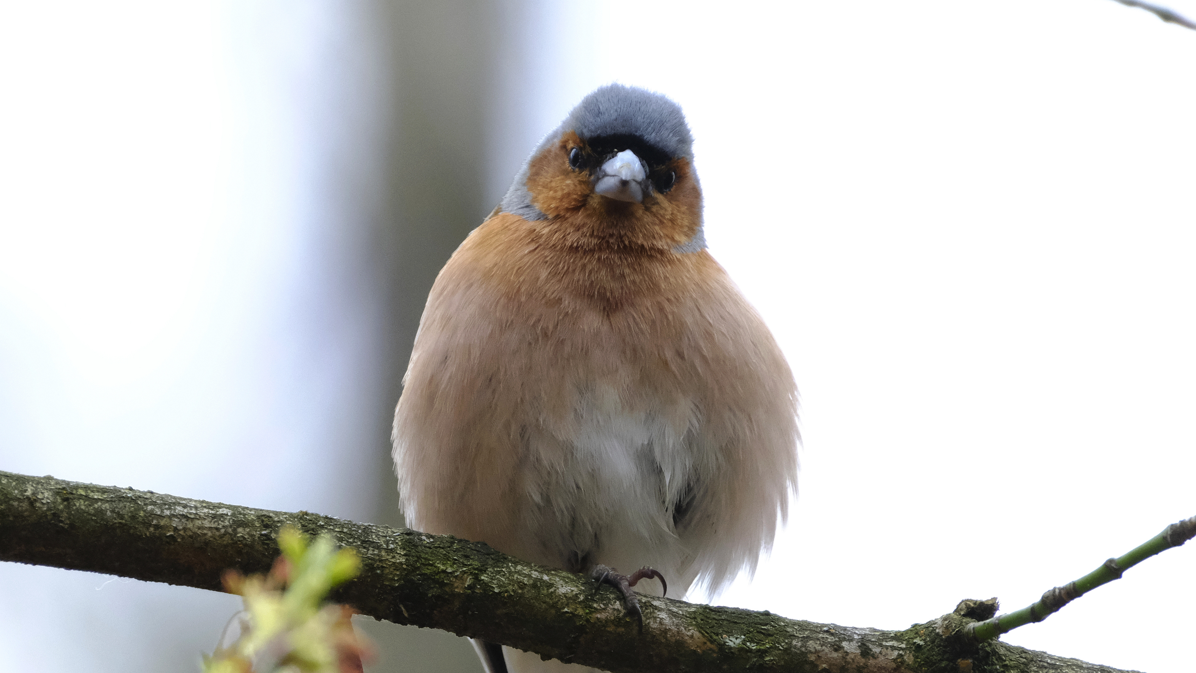 Zięba (Fringilla coelebs) 03.2022