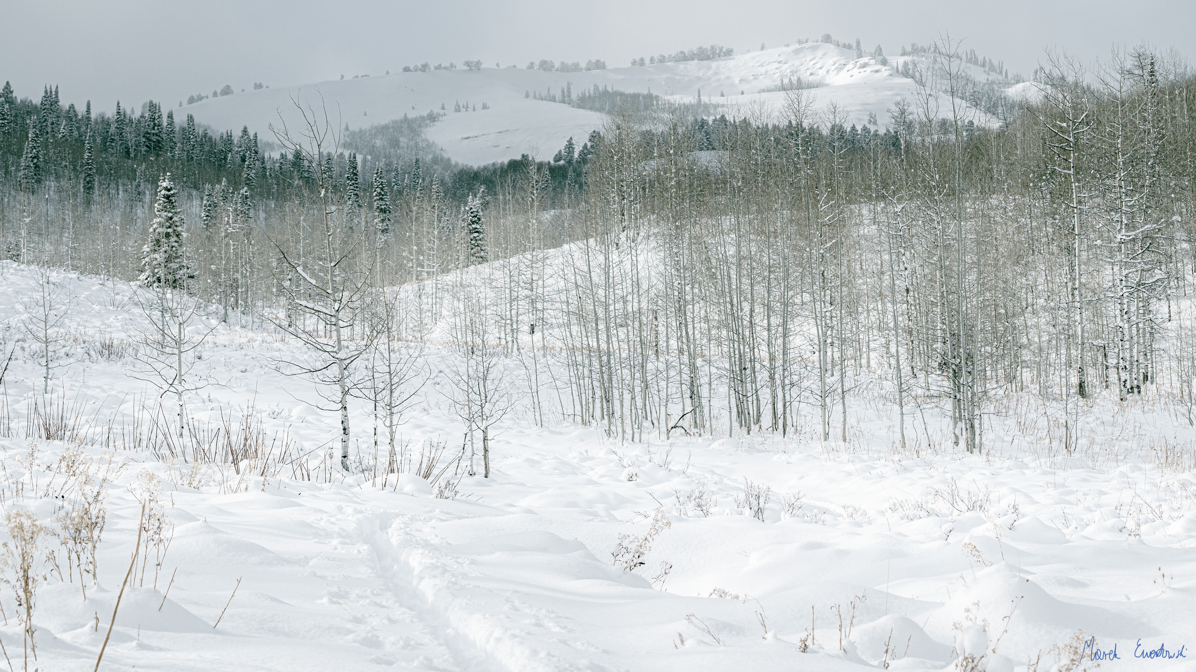 Bunchgrass Creek, Logan Canyon, Utah