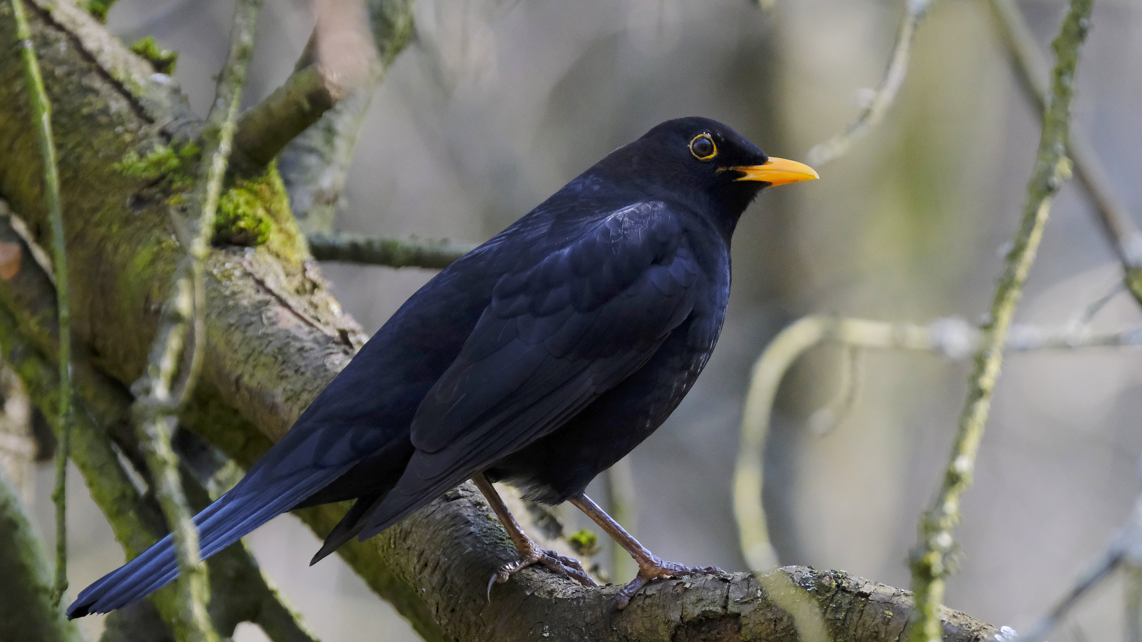 Kos mysliciel (Turdus merula) 03.2022
