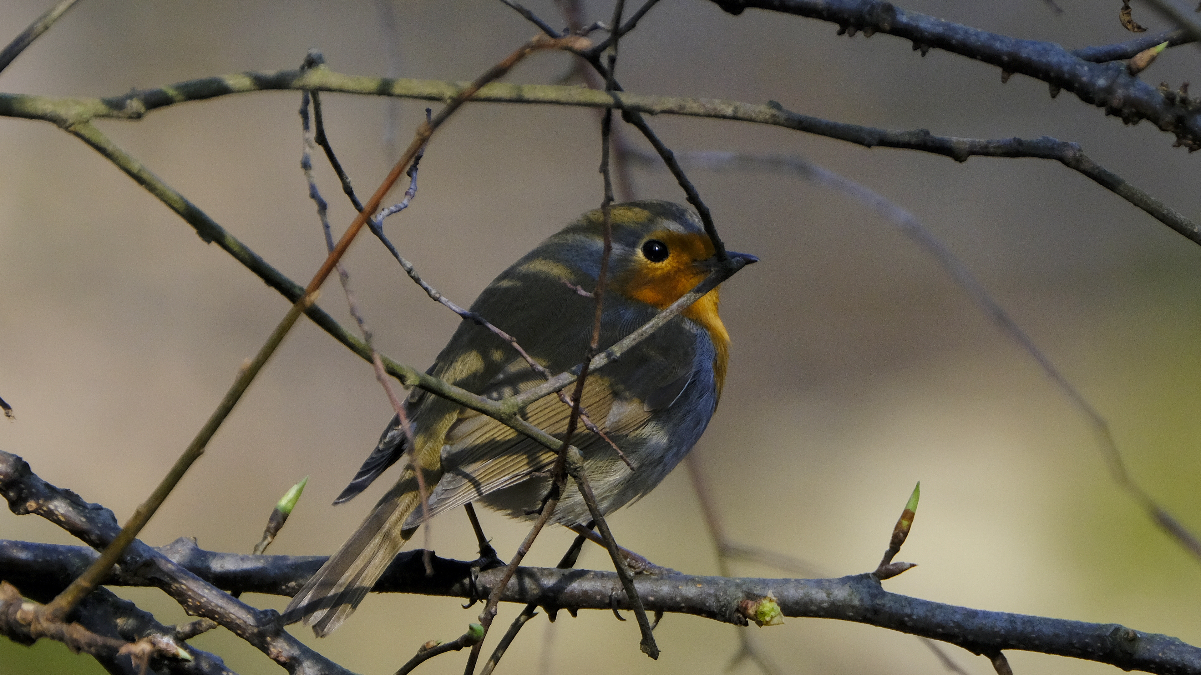 Rudzik (Erithacus rubicola) 03.2022