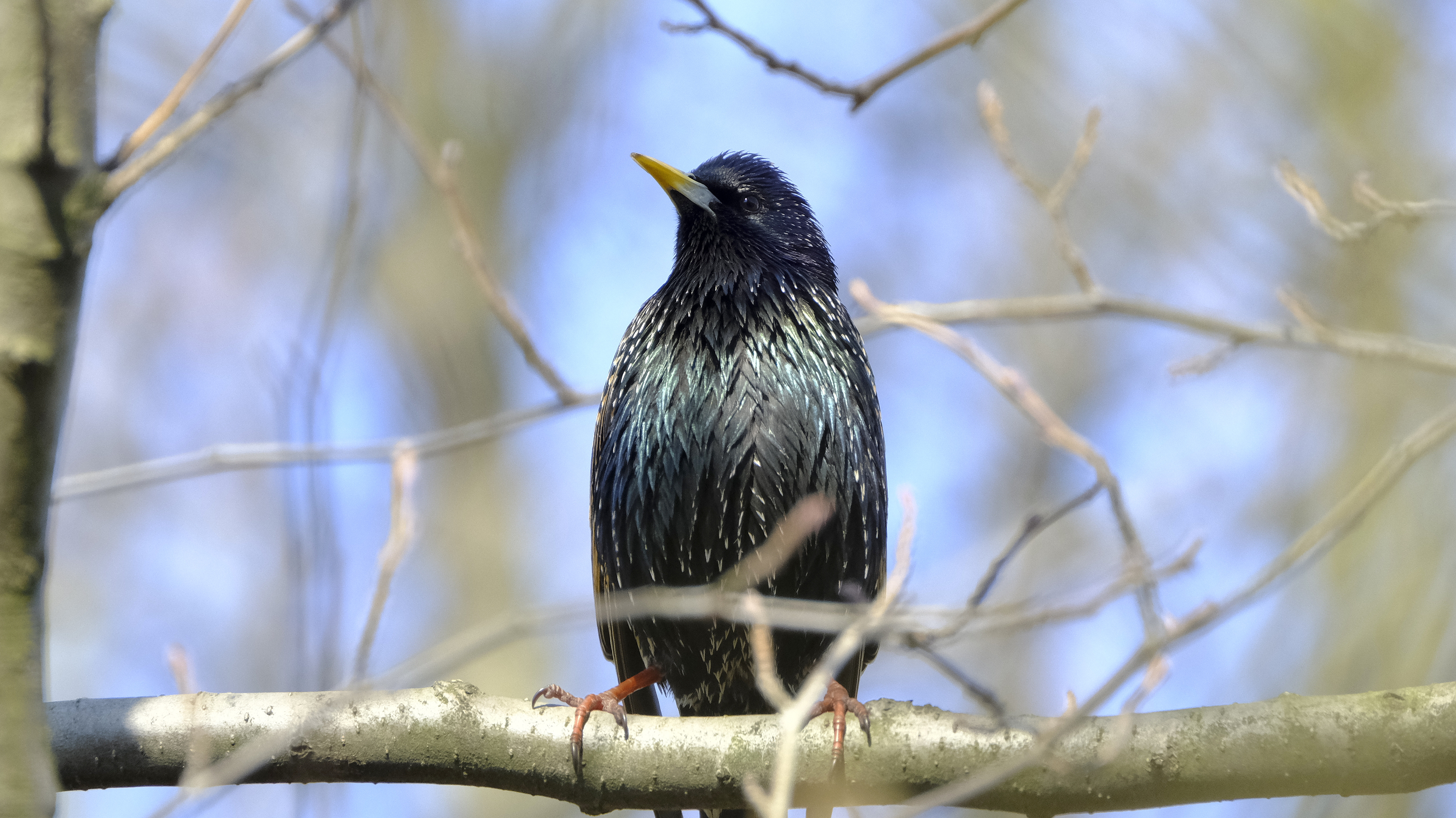 Czereśniojad (Sturnus vulgaris) 03.2022