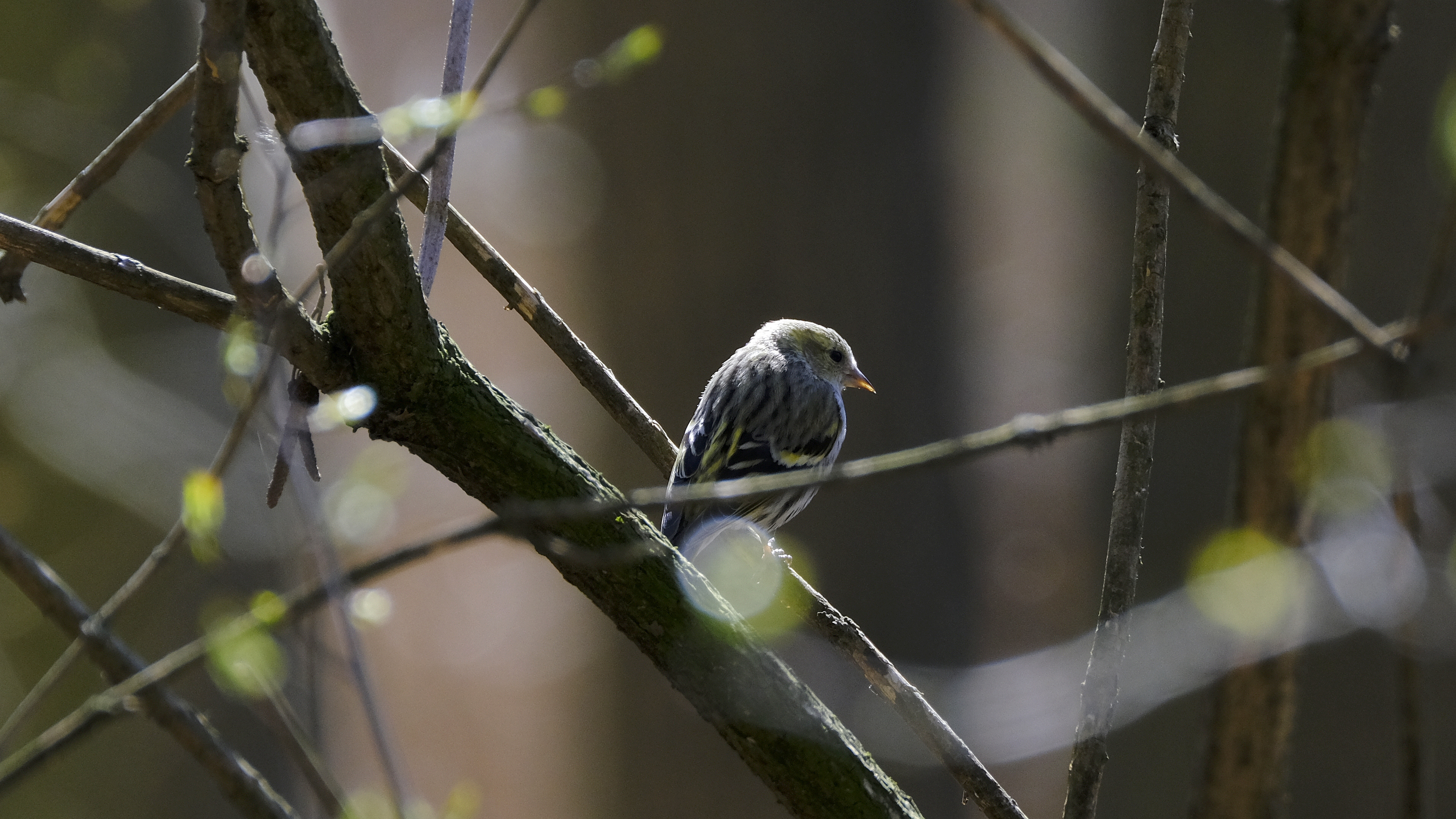 Czyżby Trznadel? (Emberiza citrinella) 03.2022