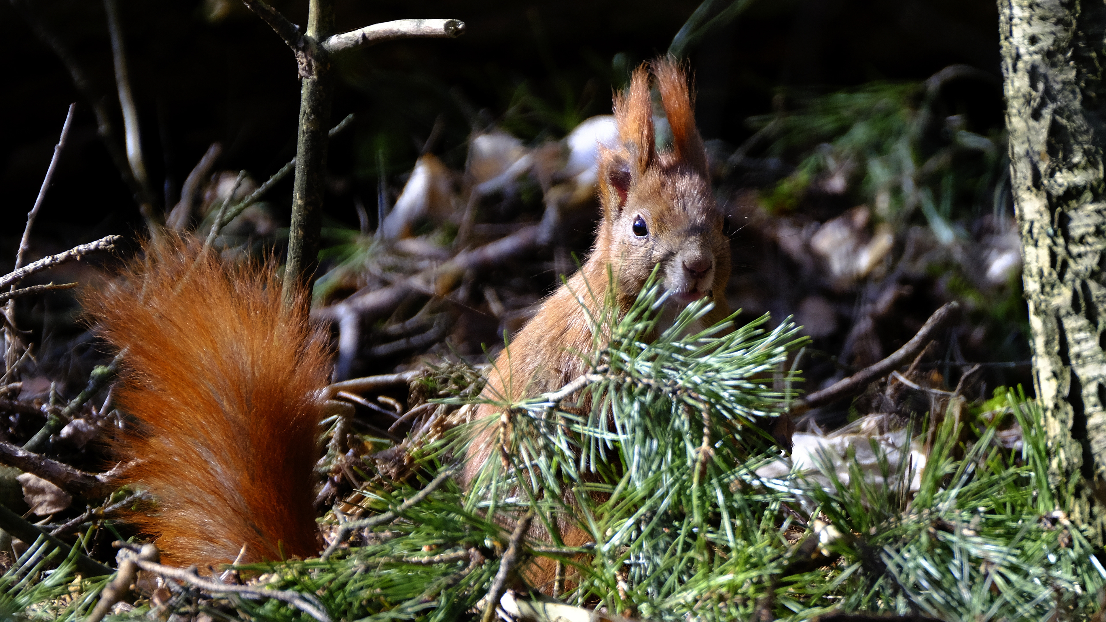 Drevny Kocur (Sciurus vulgaris), 03.2022