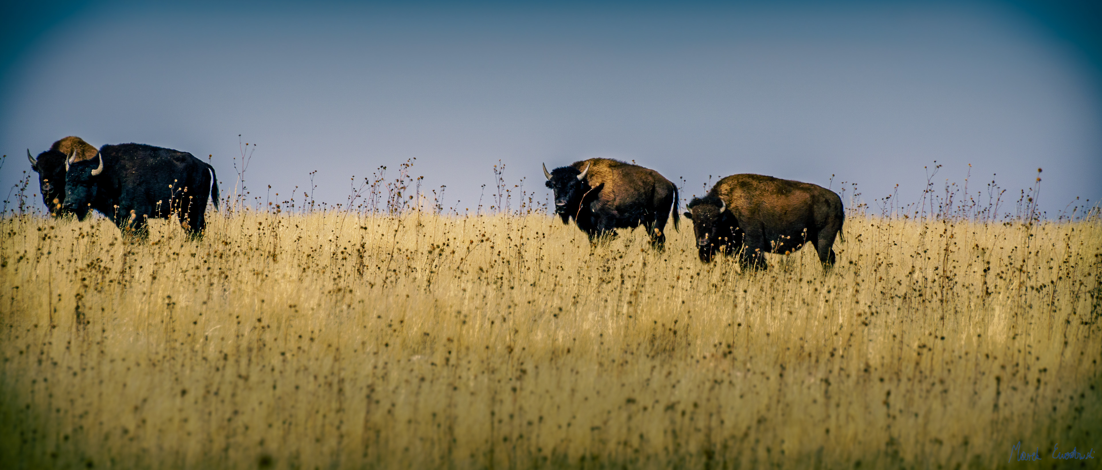 Antelope Island, Utah