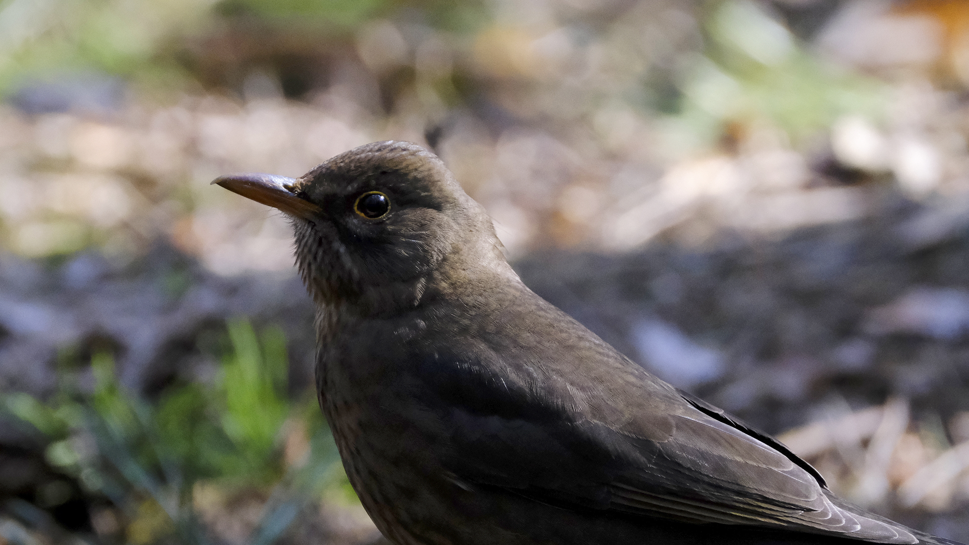 Kos mysliciel (Turdus merula) 03.2022