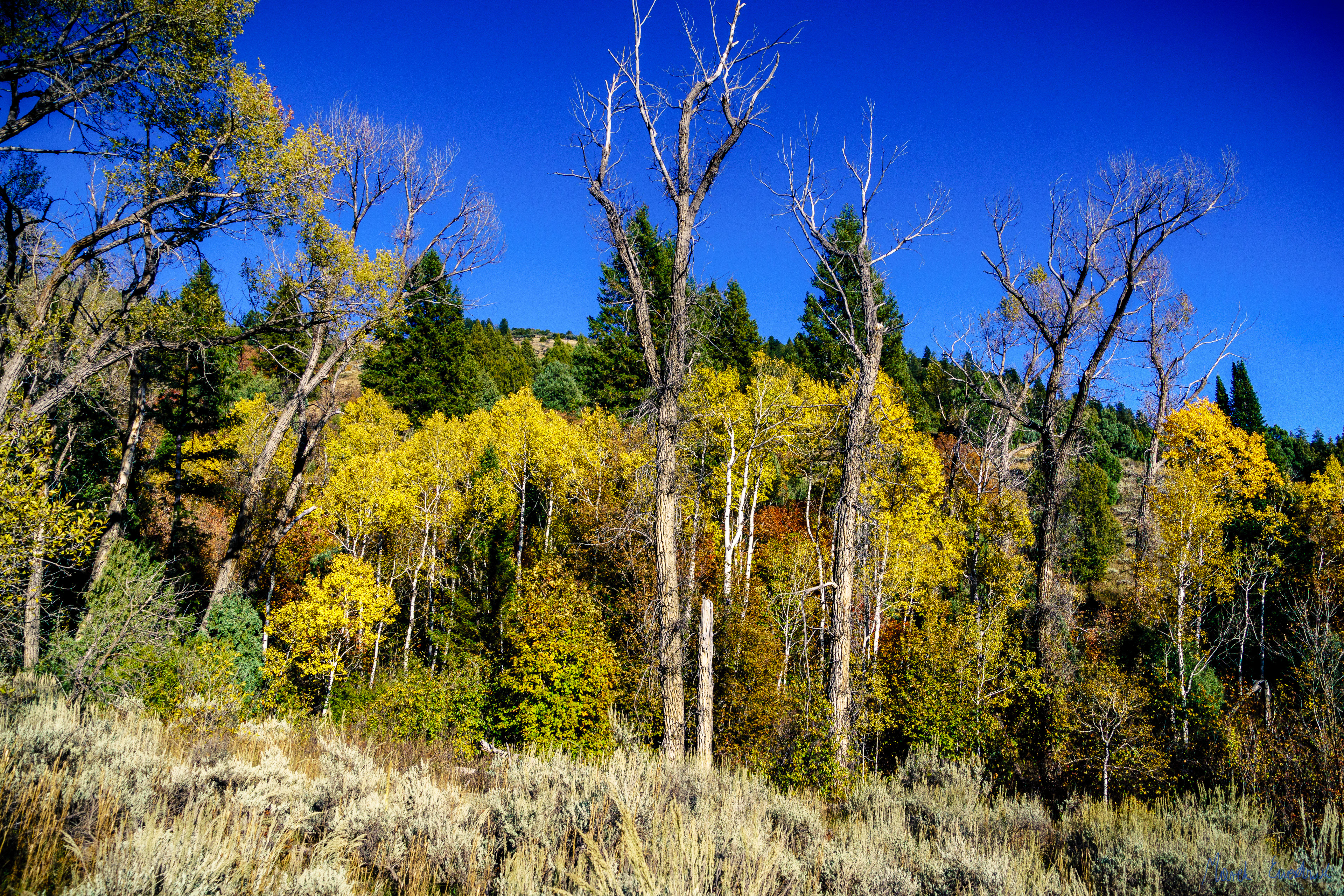 Juniper Trail, Logan Canyon, Utah