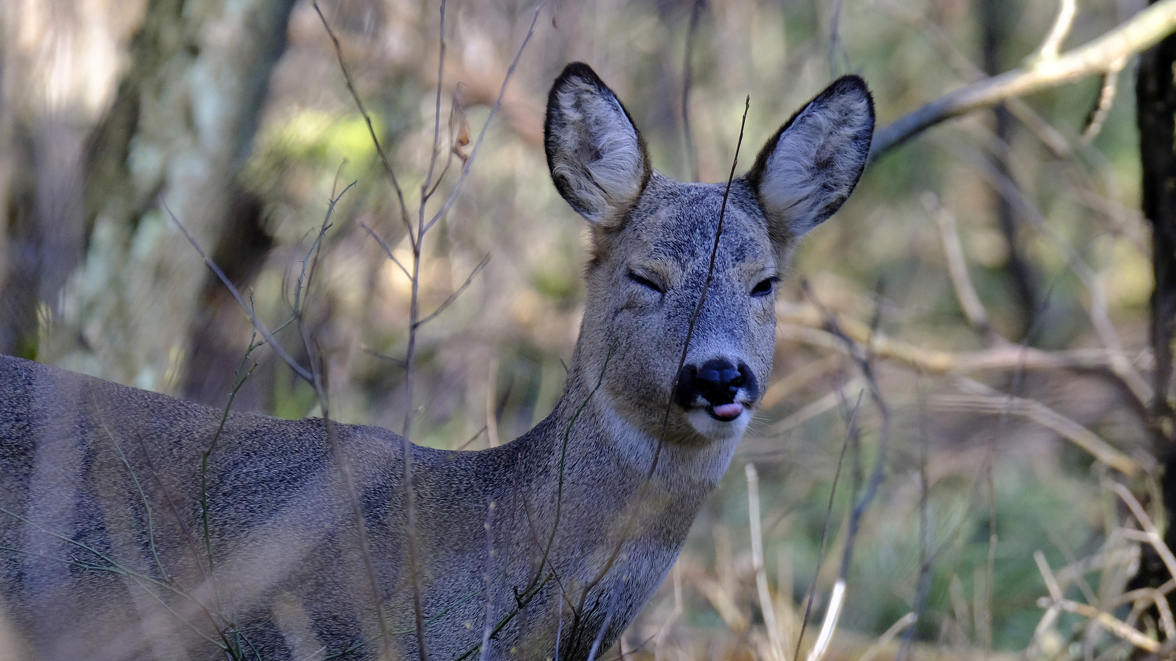 oczy w oczy (Capreolus capreolus) 03.2022