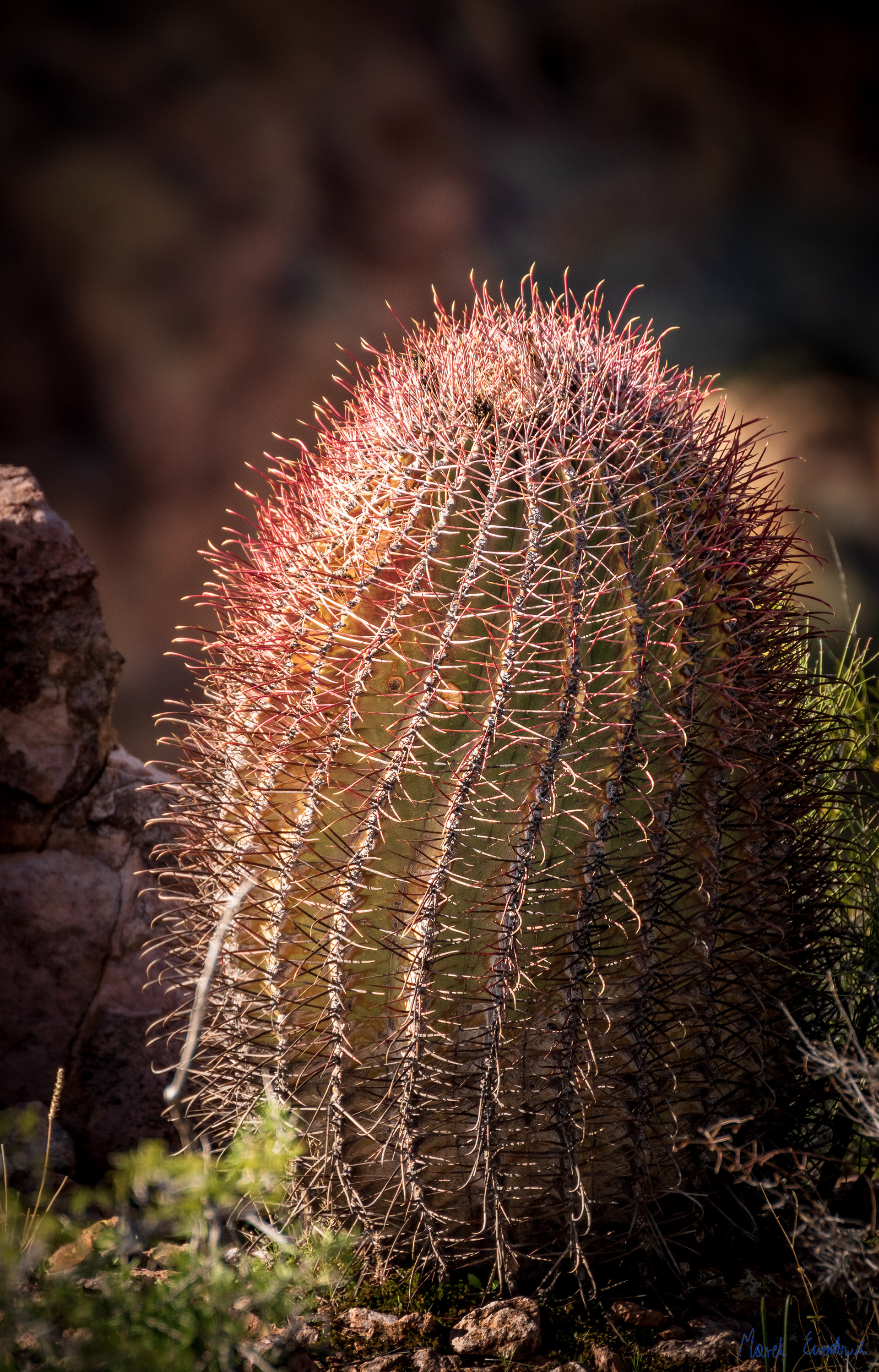 Organ Pipe Cactus National Monument, Arizona