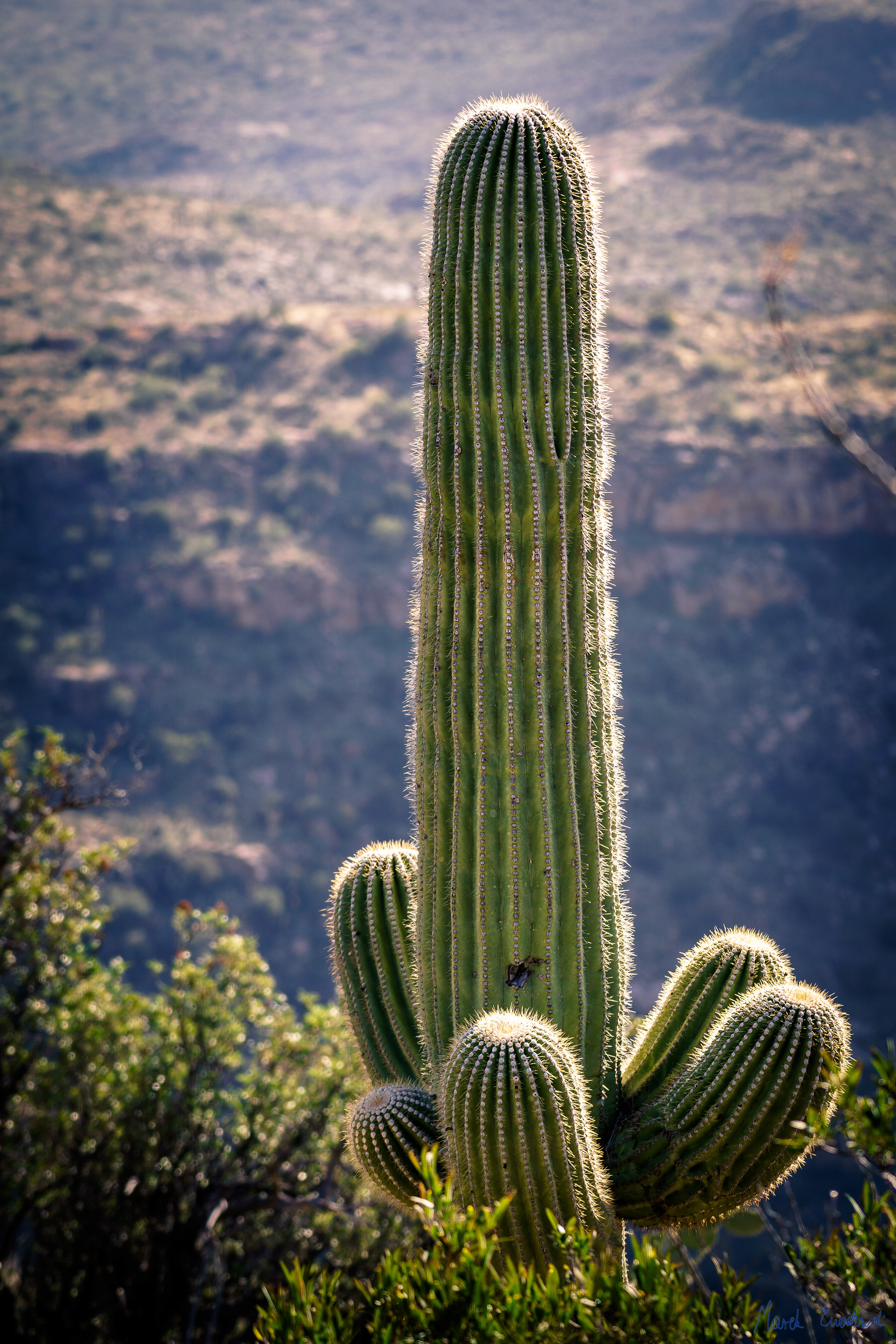 Saguaro National Park, Arizona