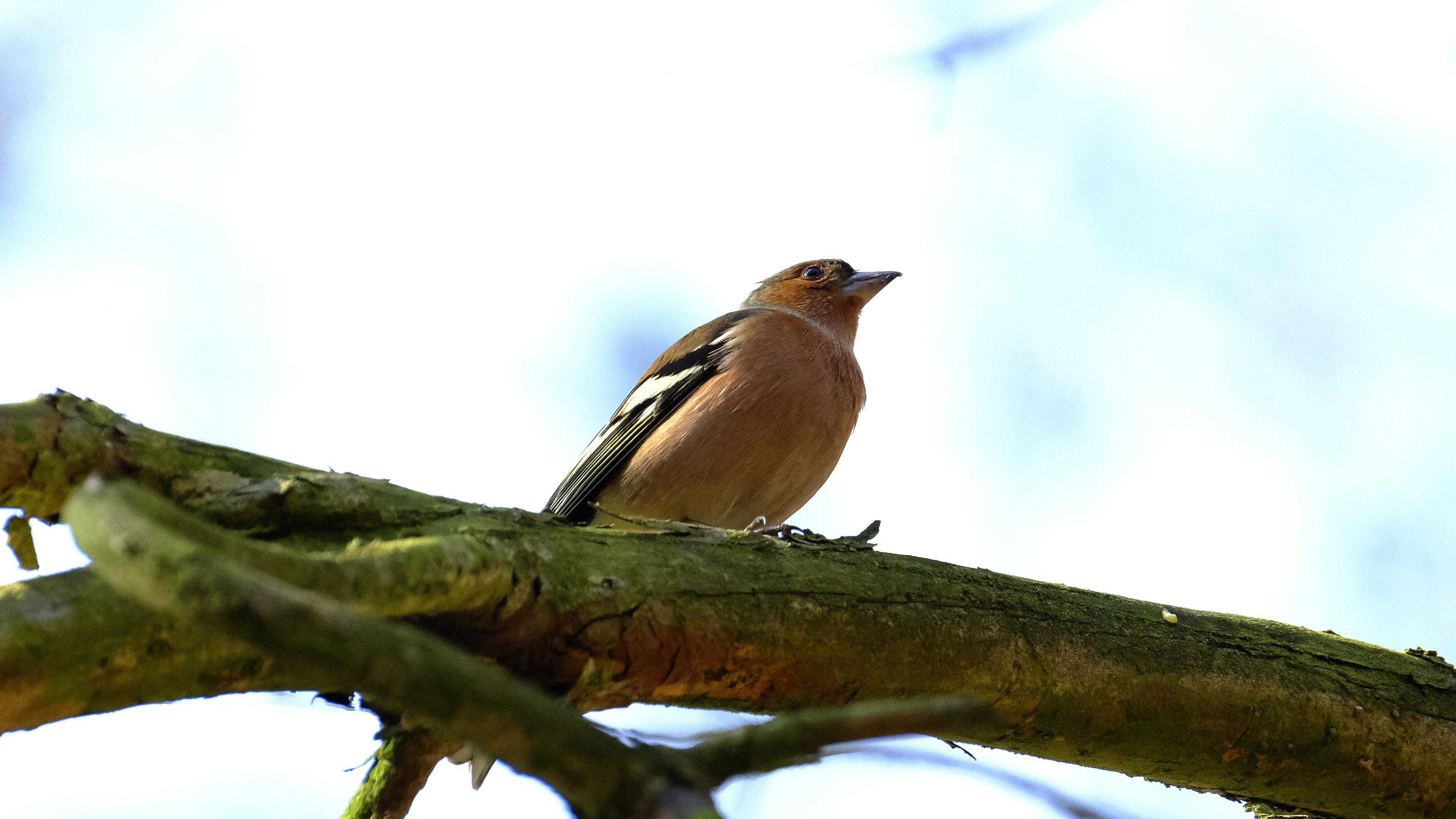 Zięba (Fringilla coelebs) 03.2022