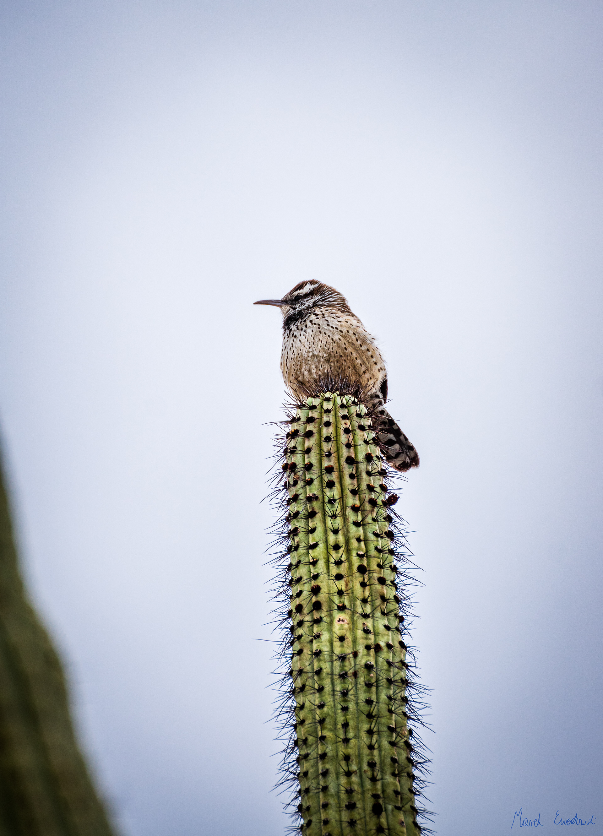 Organ Pipe Cactus National Monument, Arizona