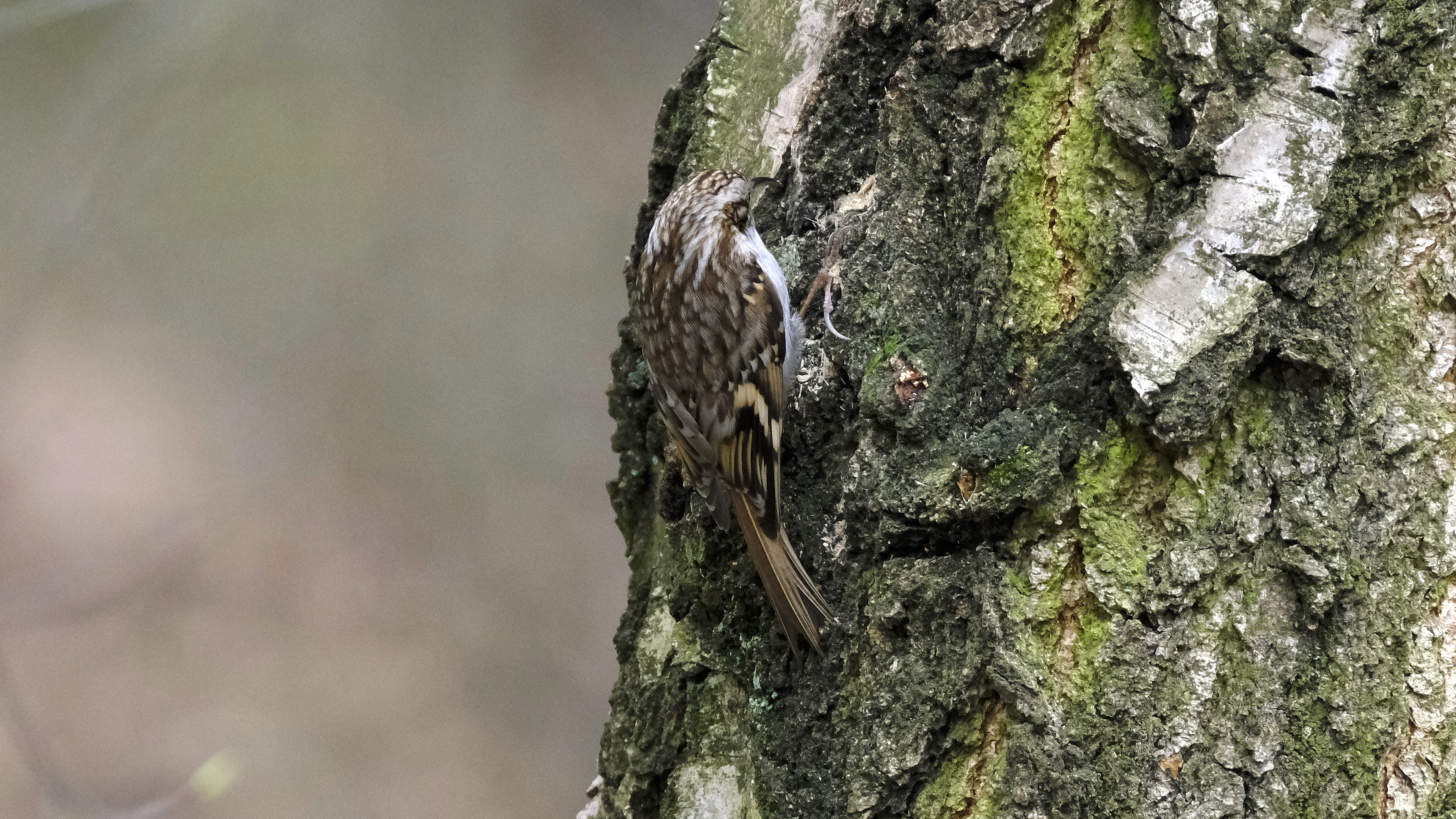 Prawie jak dzięcioł (Certhia) 03.2022