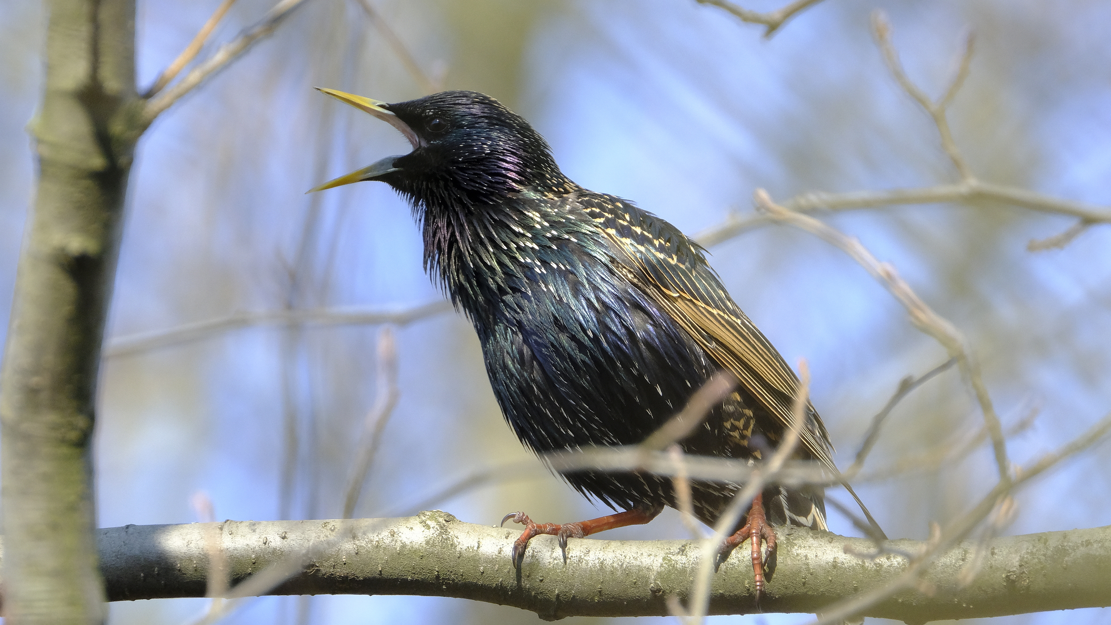 Czereśniojad (Sturnus vulgaris) 03.2022