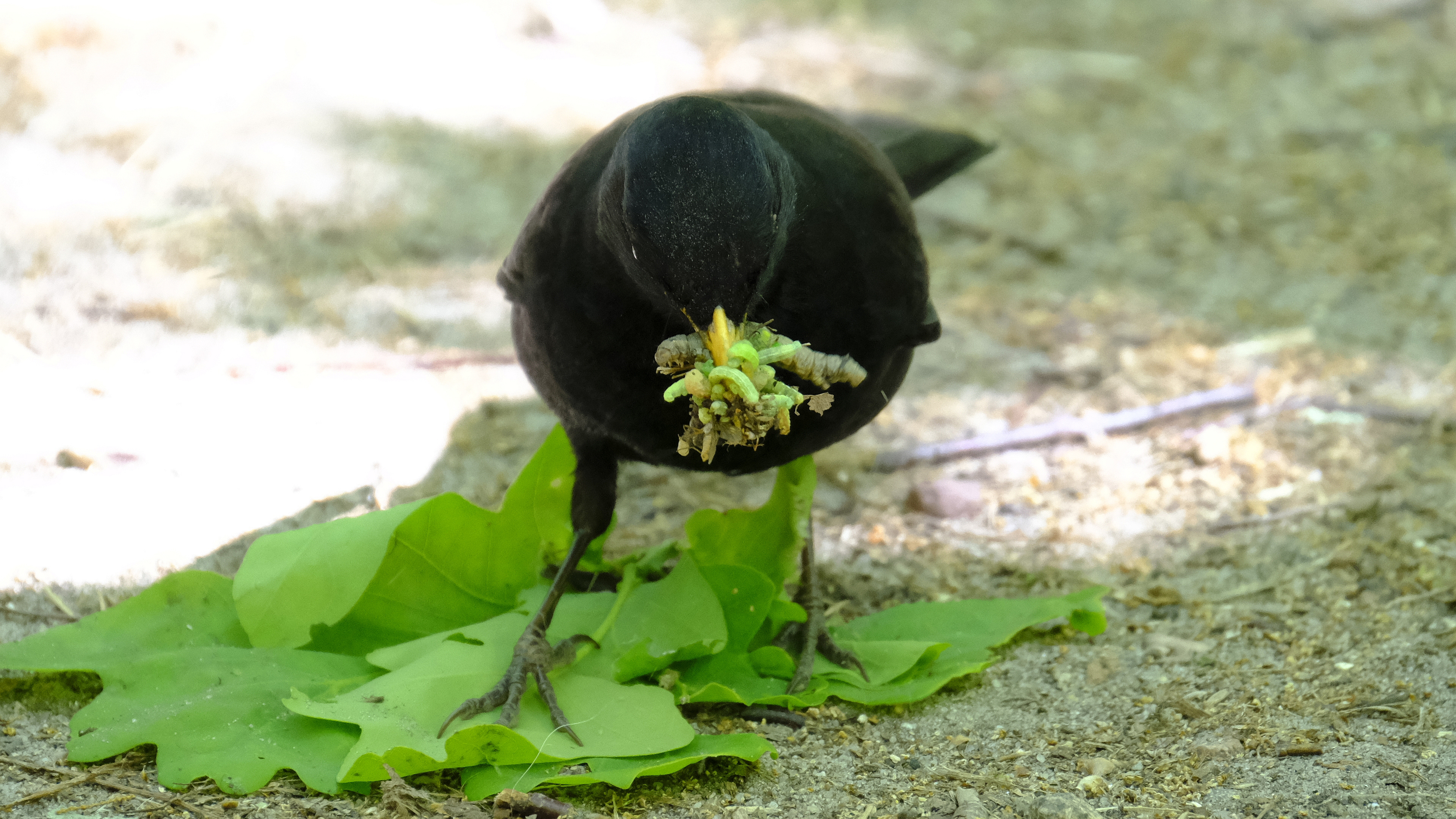 Kos żarłok (Turdus merula) 04.2022