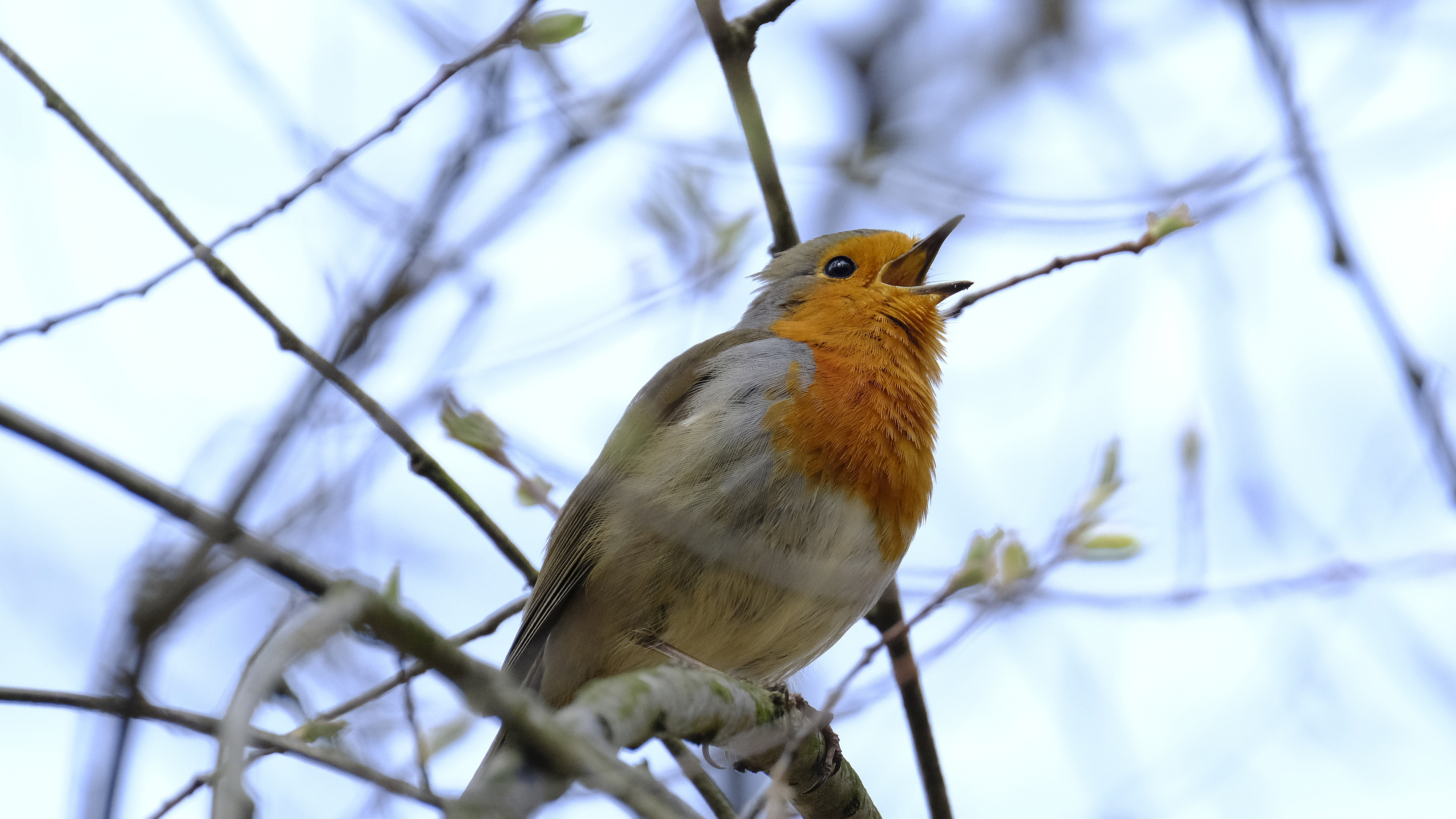 Rudzik (Erithacus rubicola) 03.2022