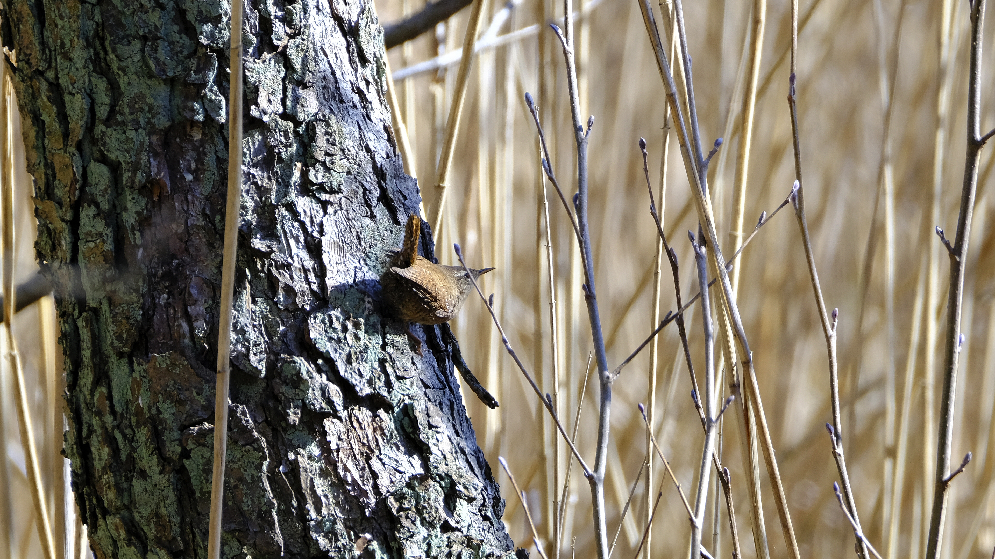 Strzyżyk (Troglodytes troglodytes) 03.2022