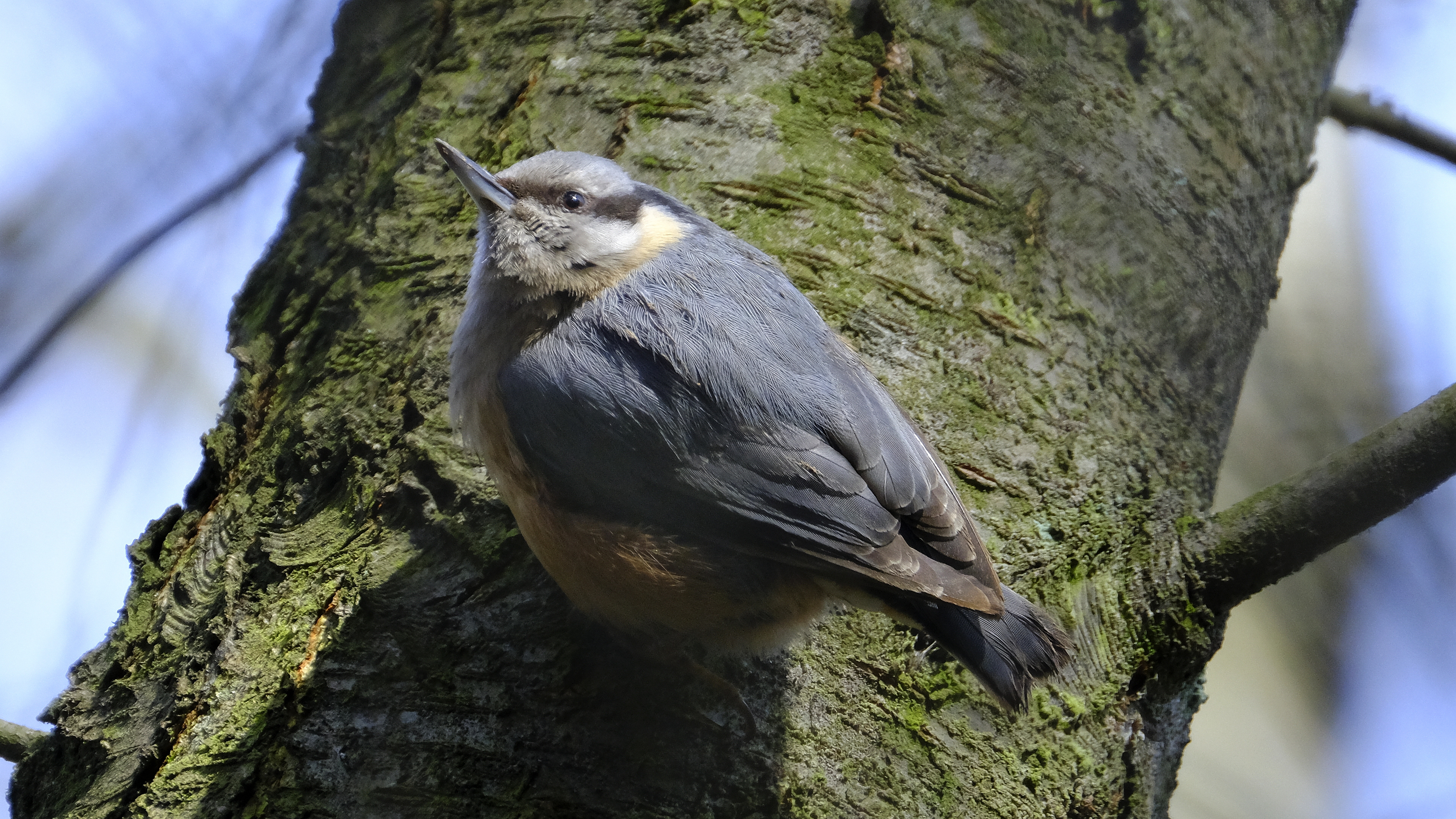 Kowalik (Sitta europaea) 03.2022