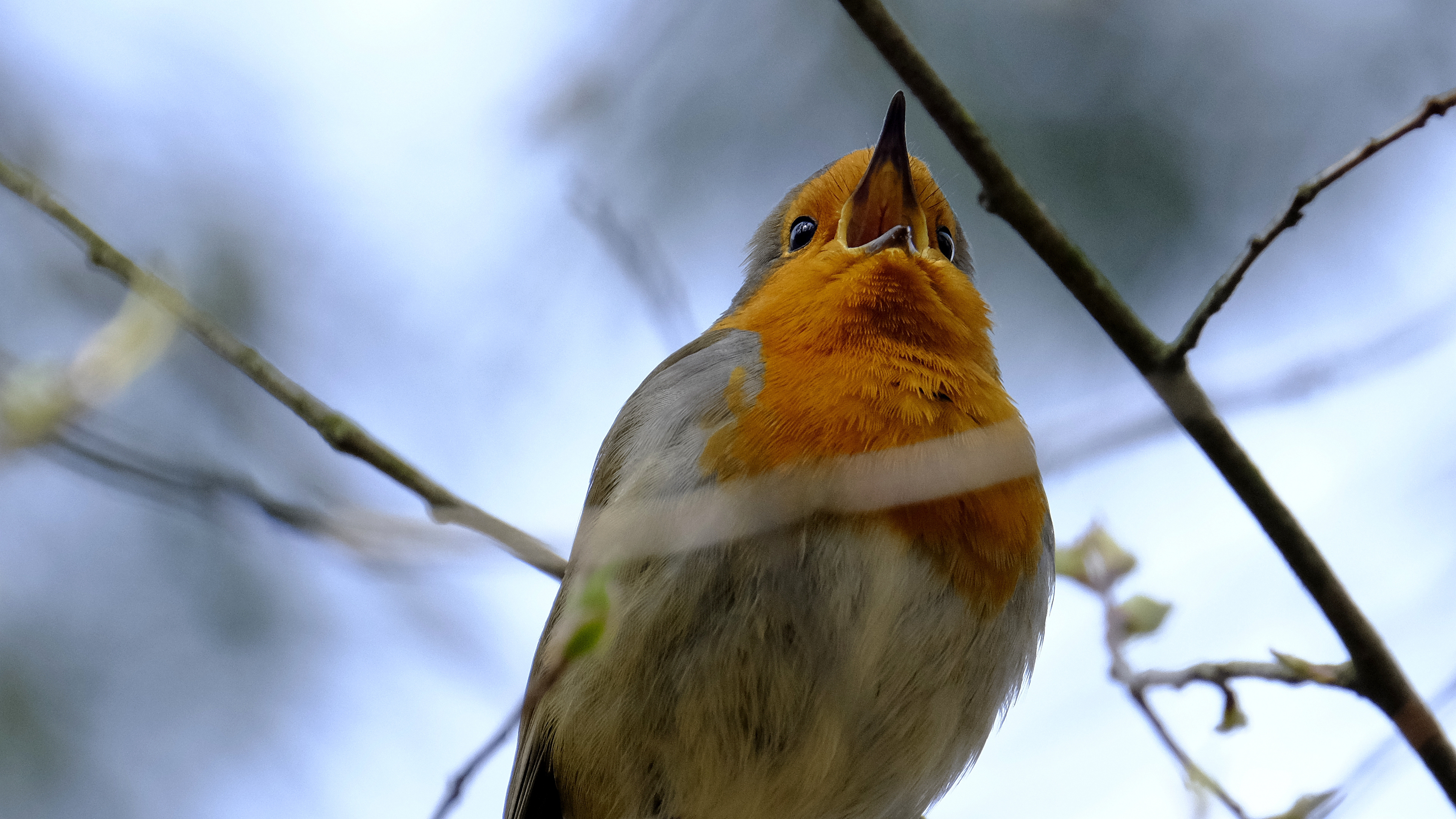 Rudzik (Erithacus rubicola) 03.2022