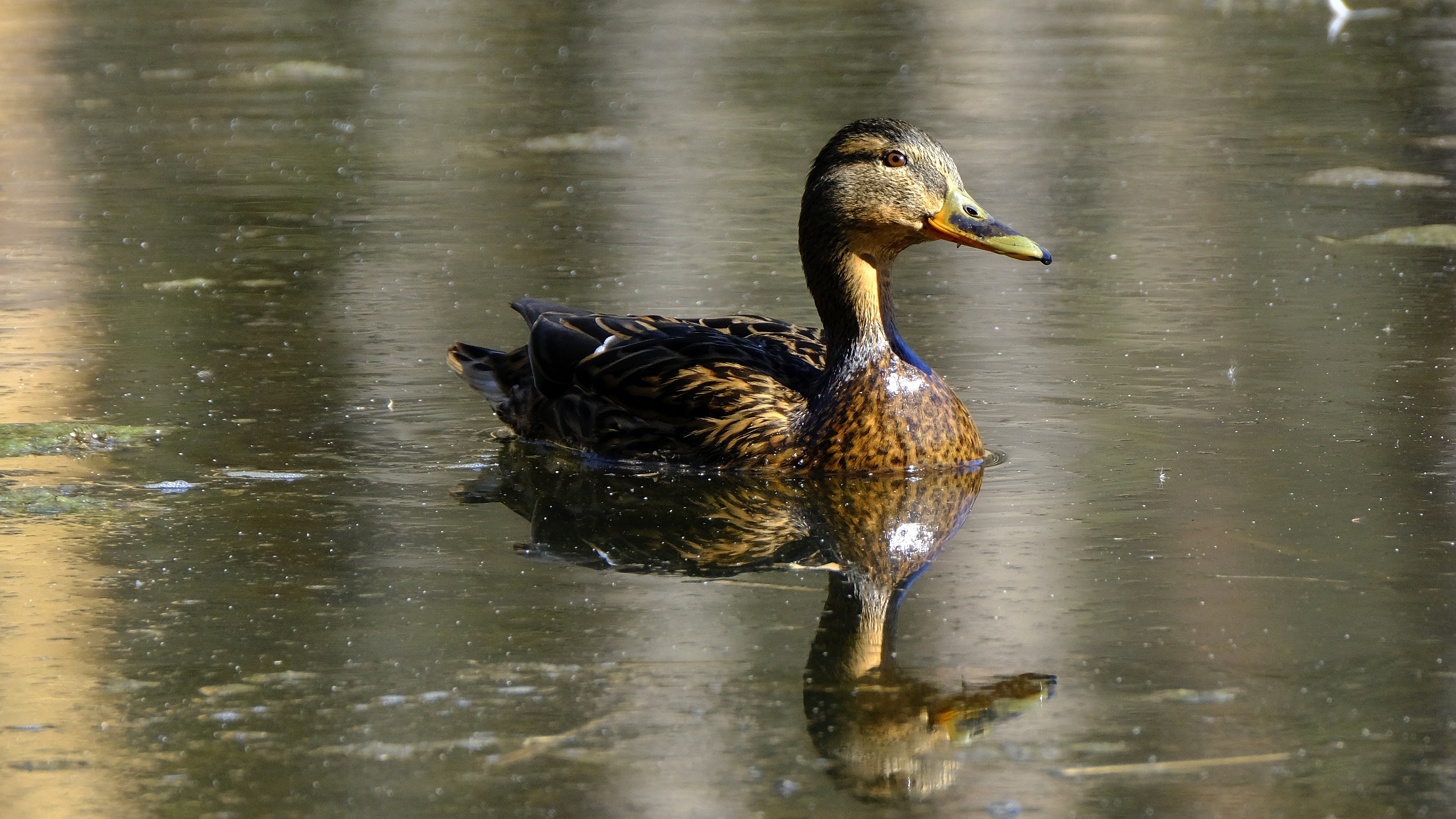 Krzyżówka (Anas platyrhynchus) 03.2022