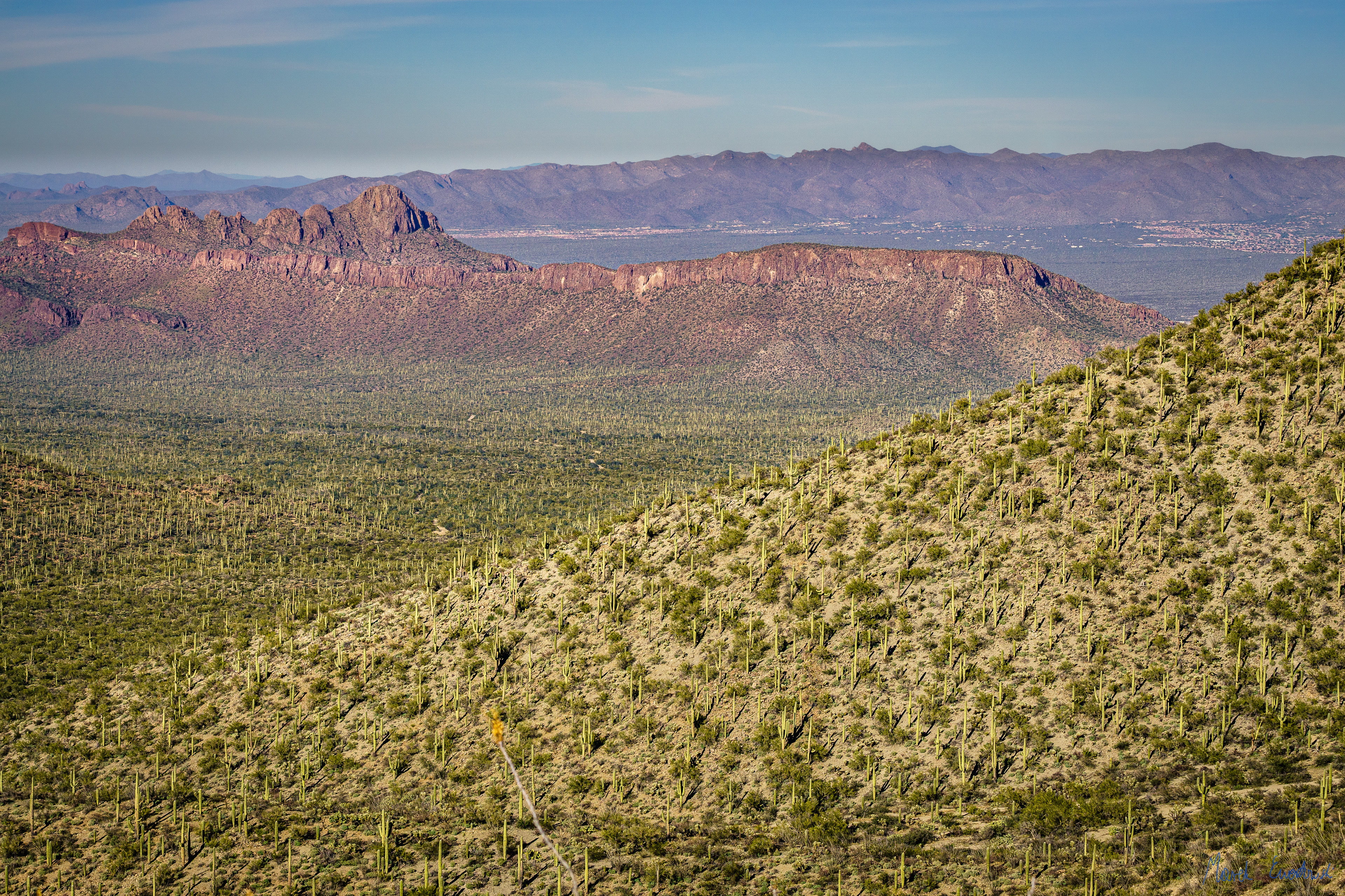 Saguaro National Park, Arizona