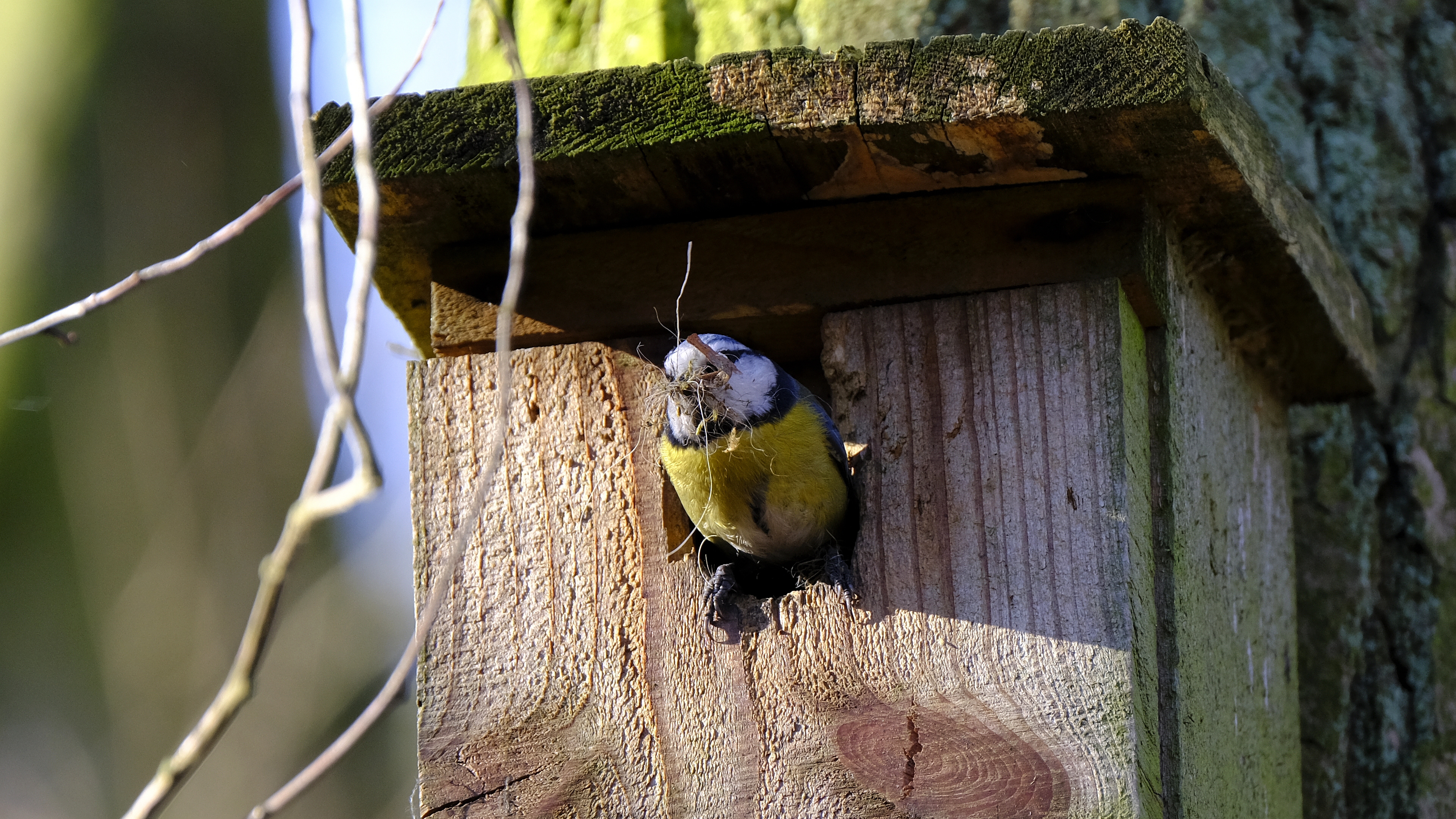 Modraszka (Parus caeruleus) 02.2022