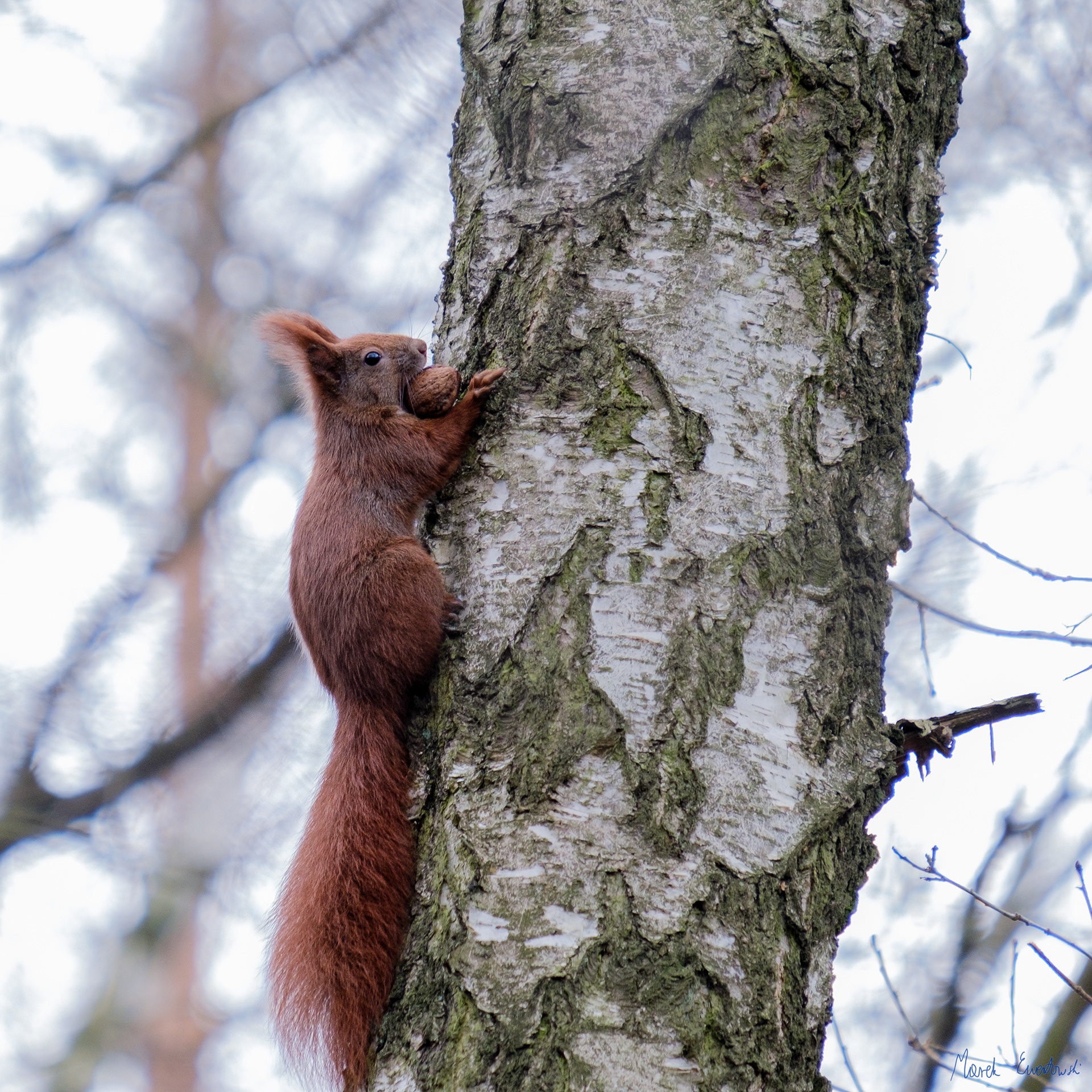 Drevny Kocur (Sciurus vulgaris) 01.2022