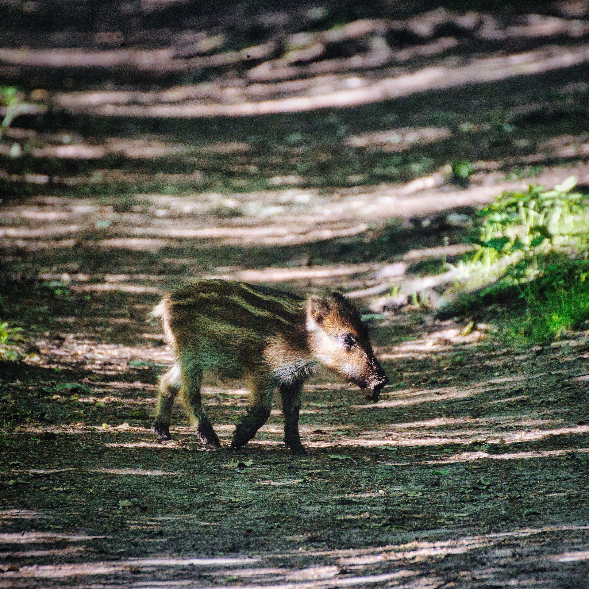 Dziki Dzikus (Sus scrofa) 2021