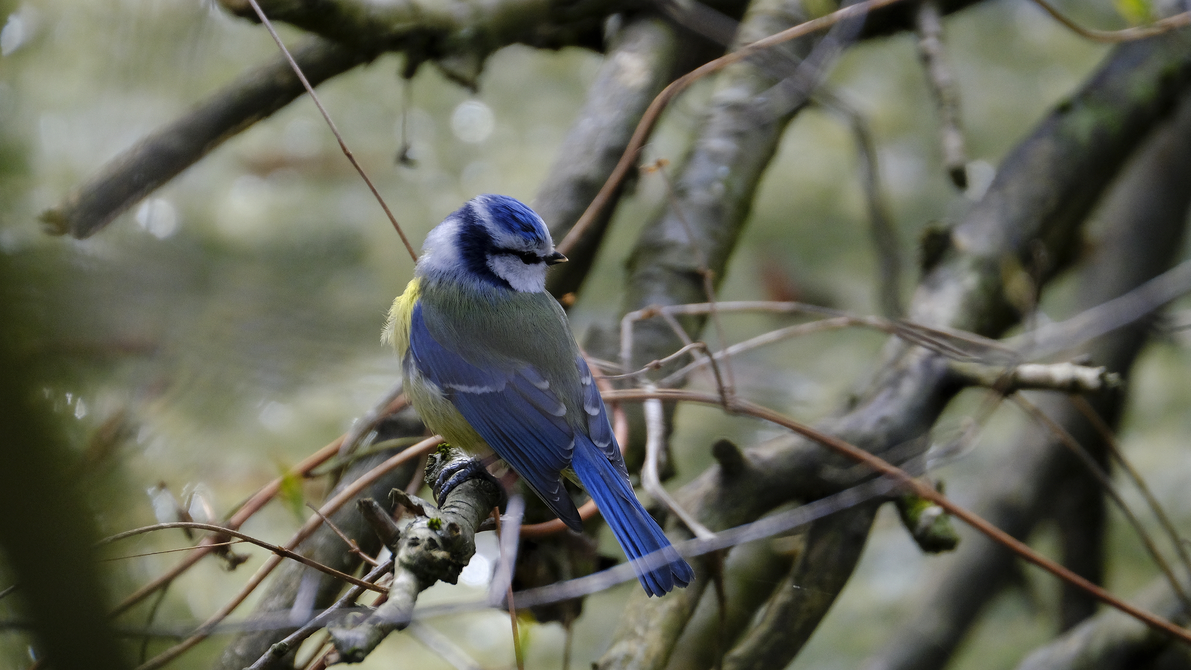 Modraszka (Parus caeruleus) 04.2022