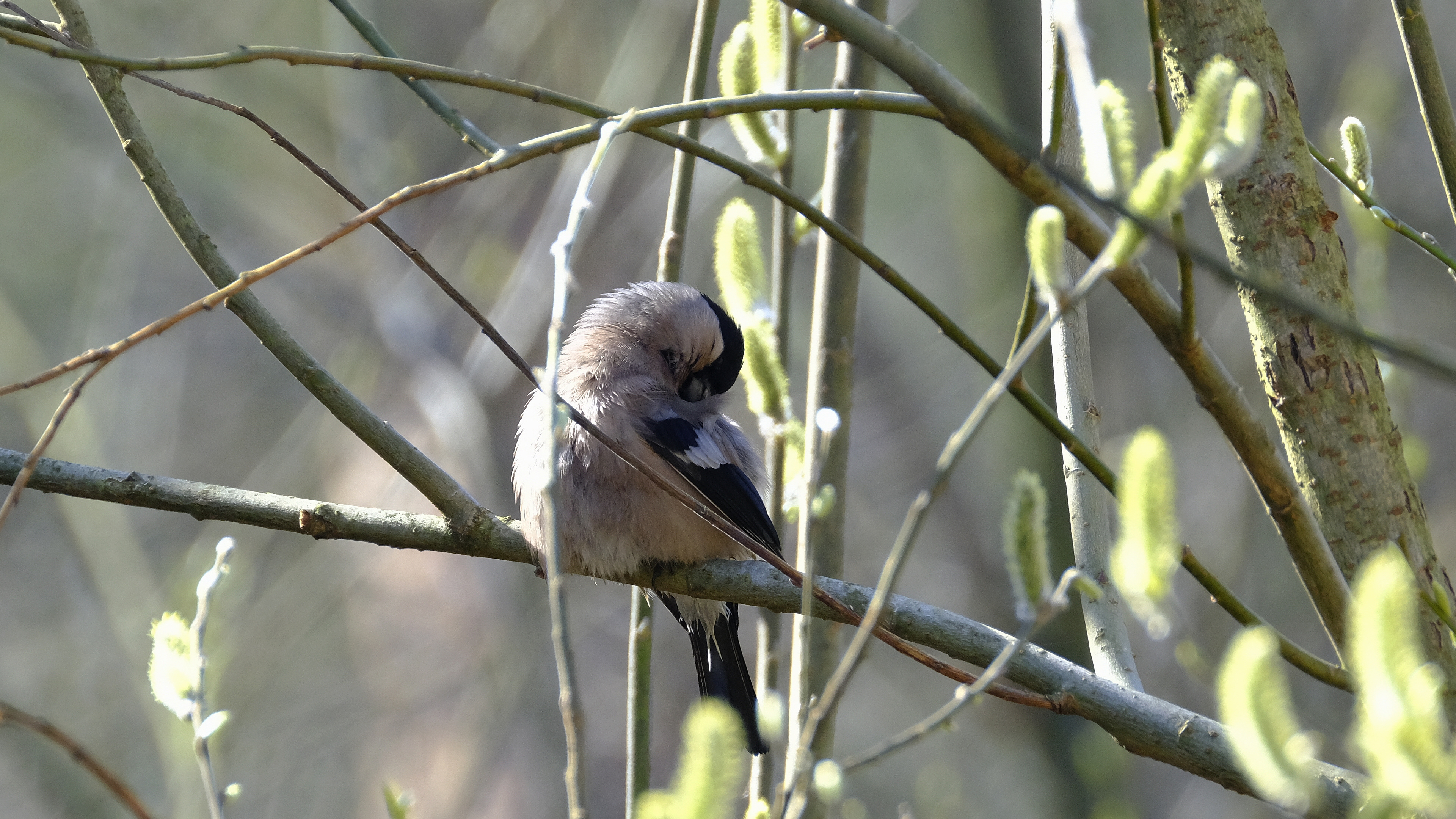 Pani Gilowa po śniadaniu (Pyrrhula pyrrhula) 02.2022