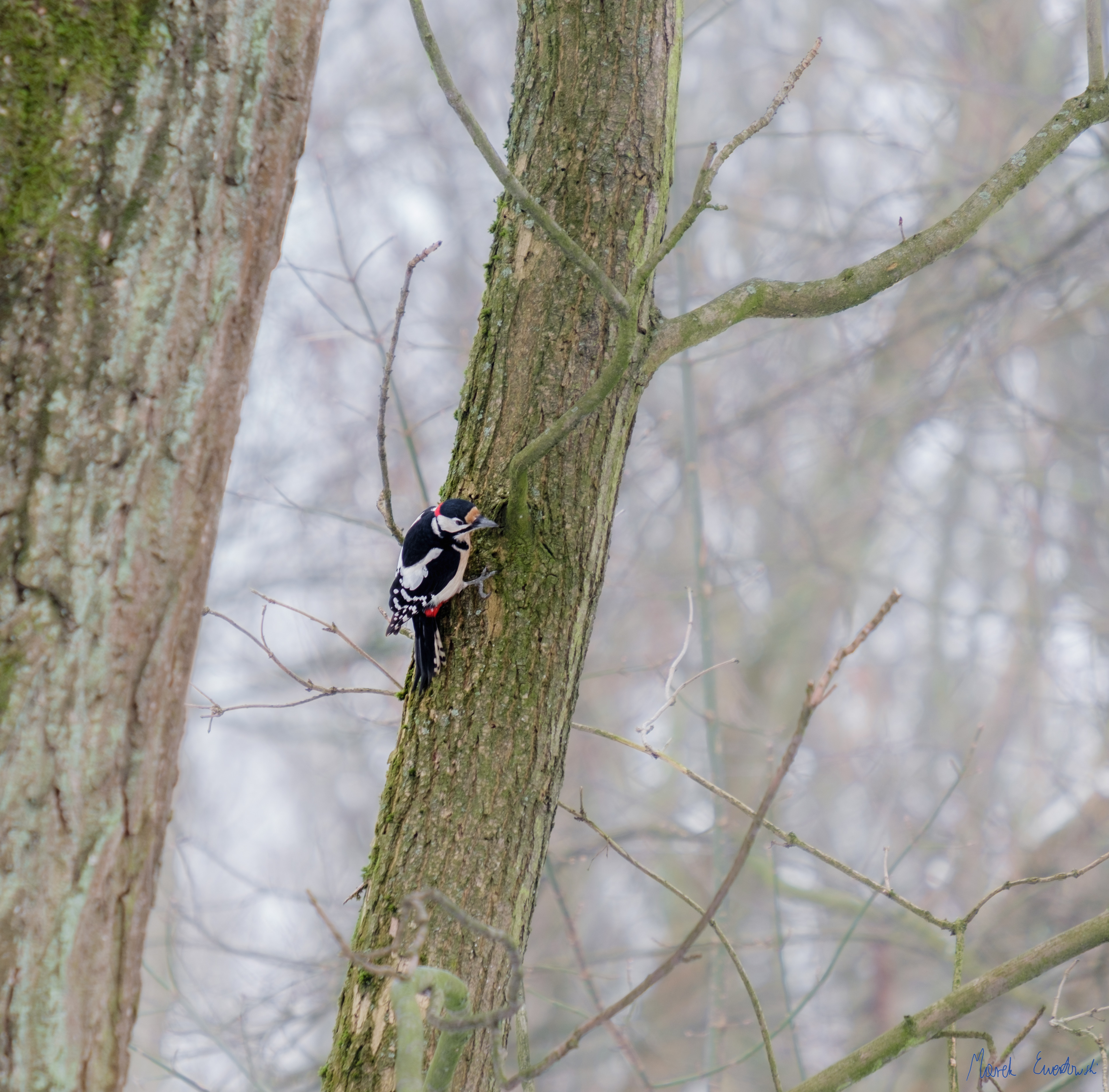 Dzięcioł duży (Dendrocopos major) 01.2022