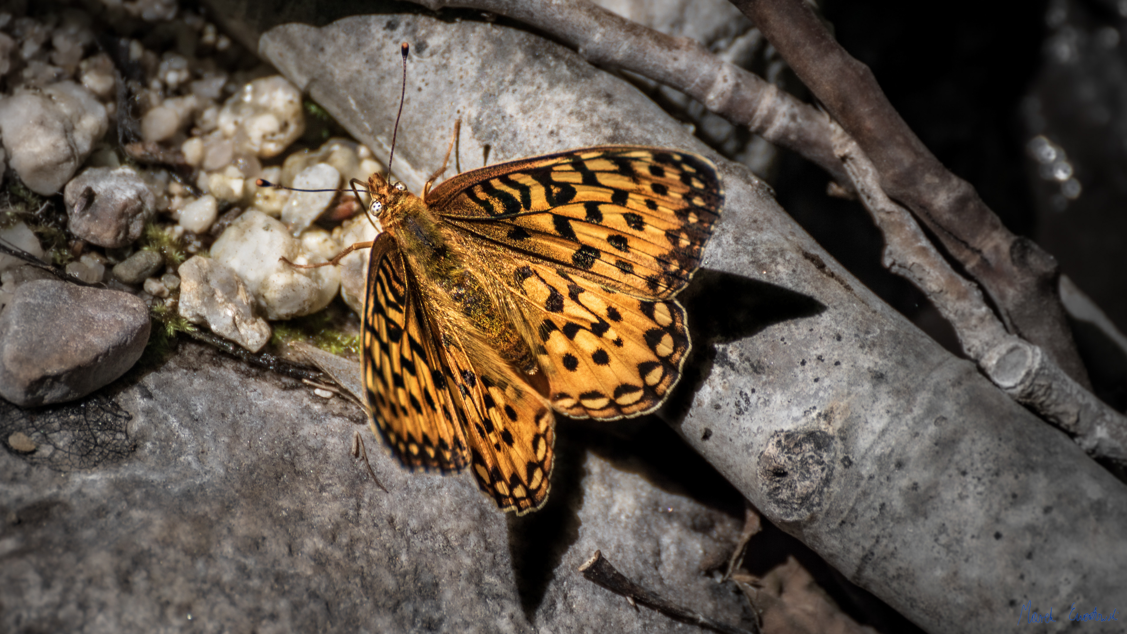 Great Basin National Park, Nevada