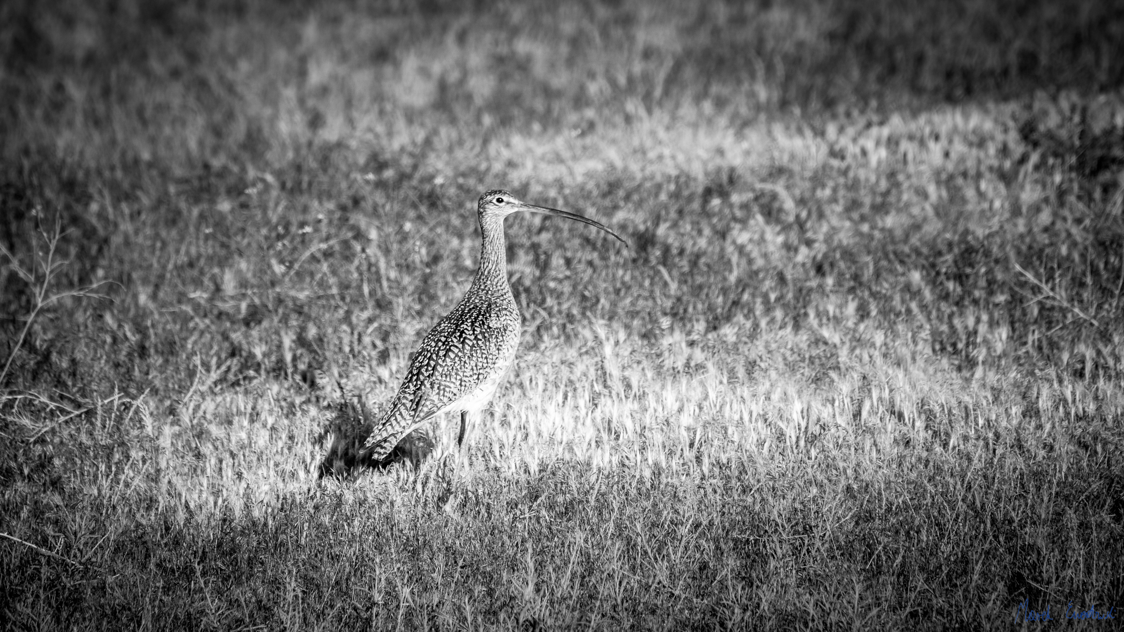 Golden Spike National Historical Park, Utah