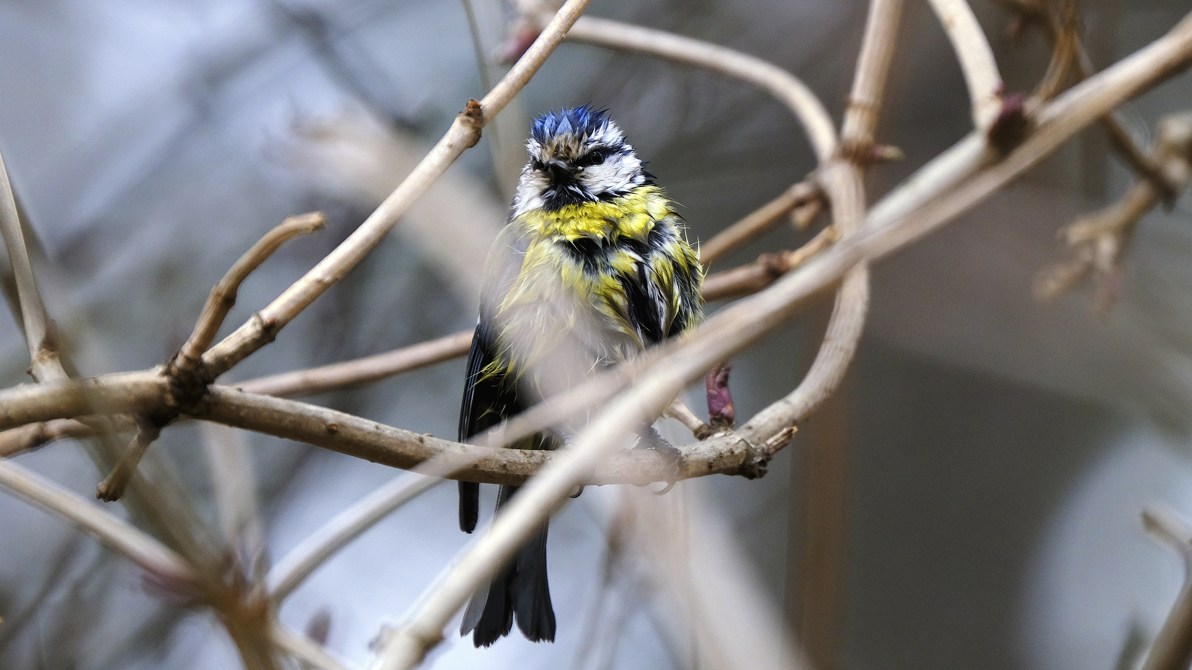 Modraszka (Parus caeruleus) 02.2022
