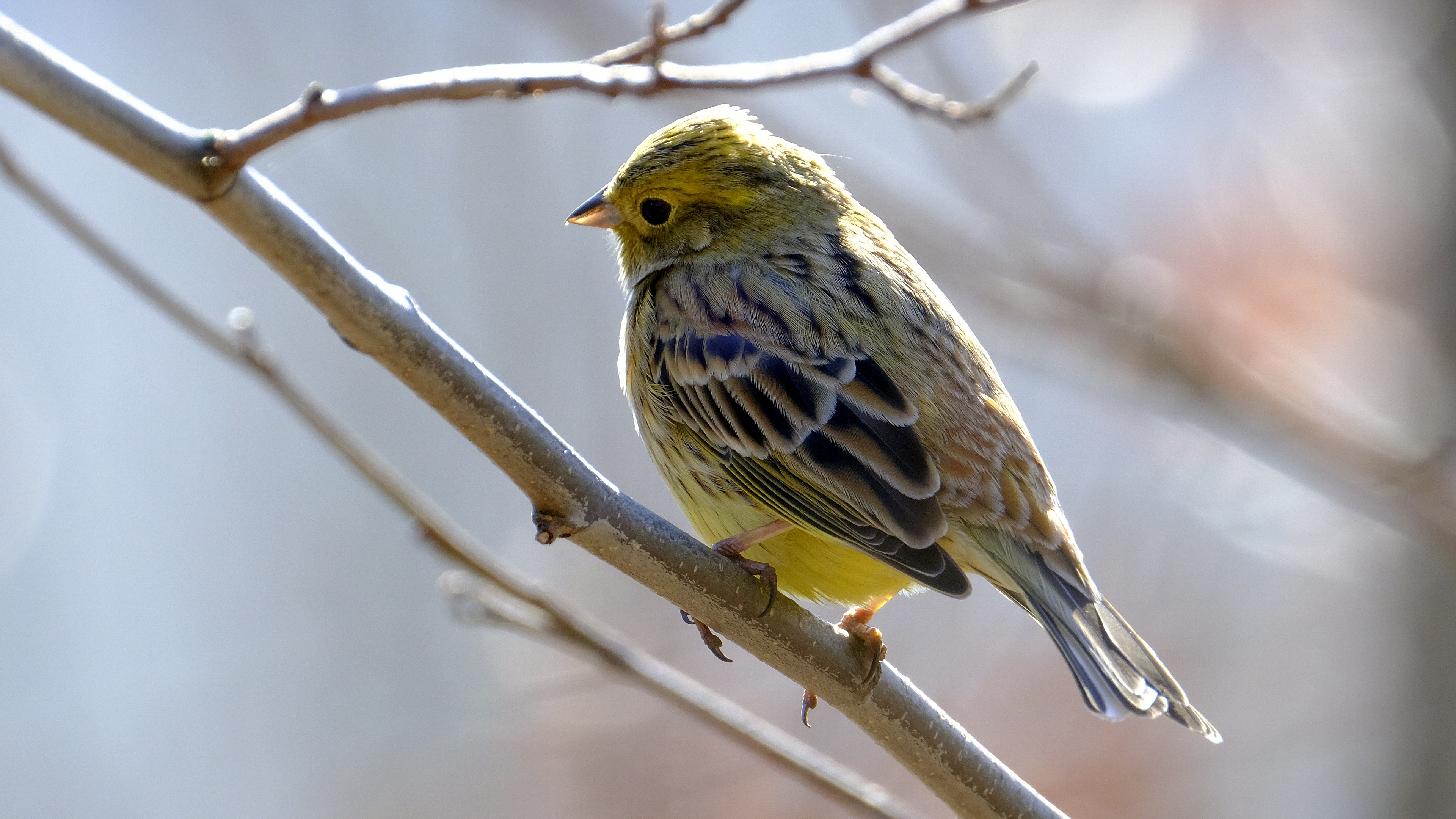 Czyżby Trznadel? (Emberiza citrinella) 03.2022