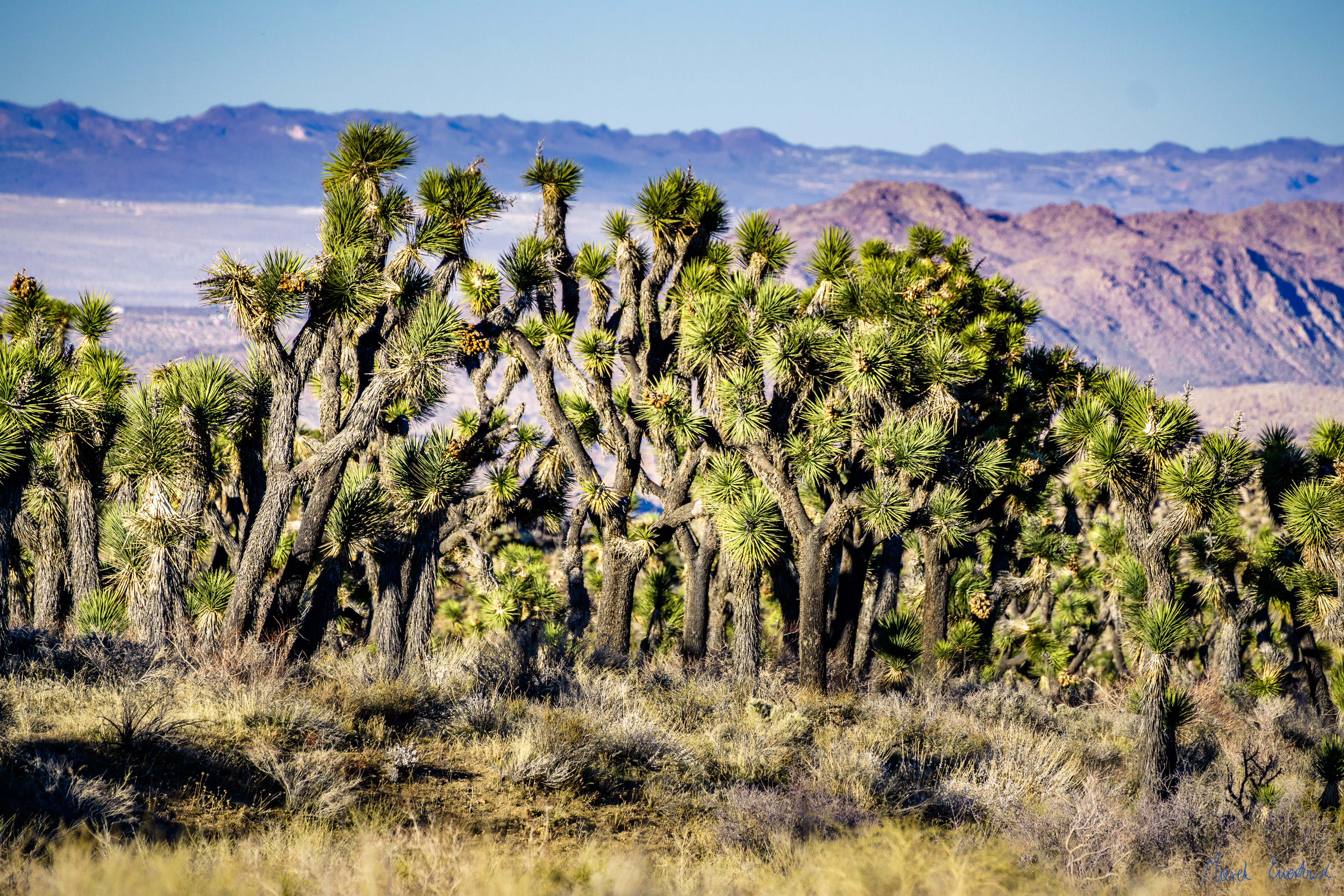 Joshua Tree National Park, California