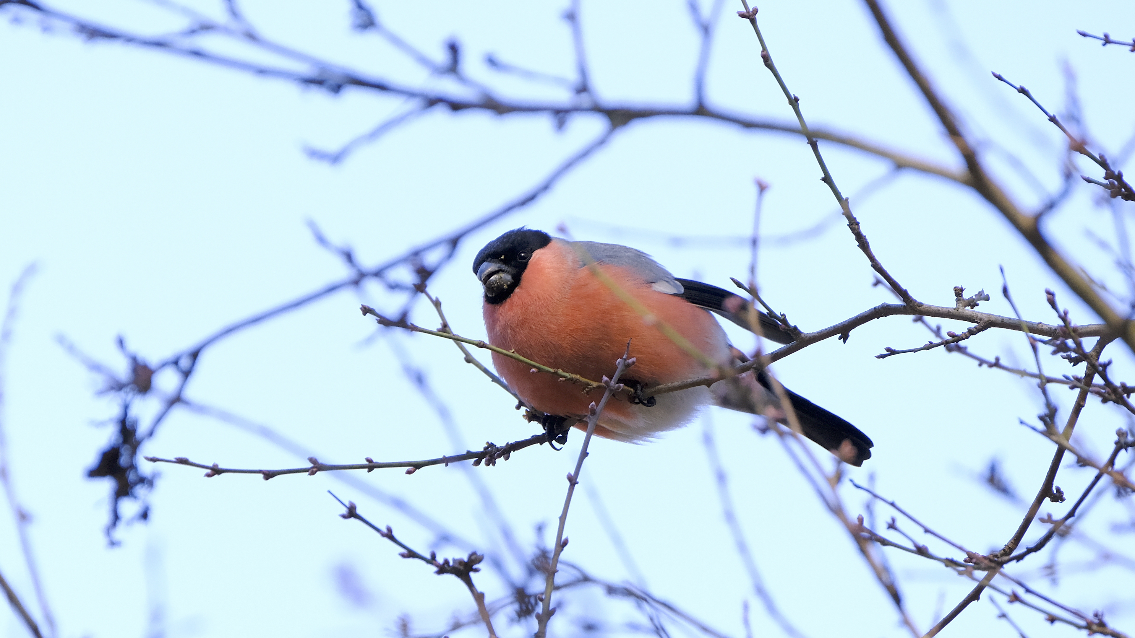 Pan Gil na śniadaniu (Pyrrhula pyrrhula) 02.2022