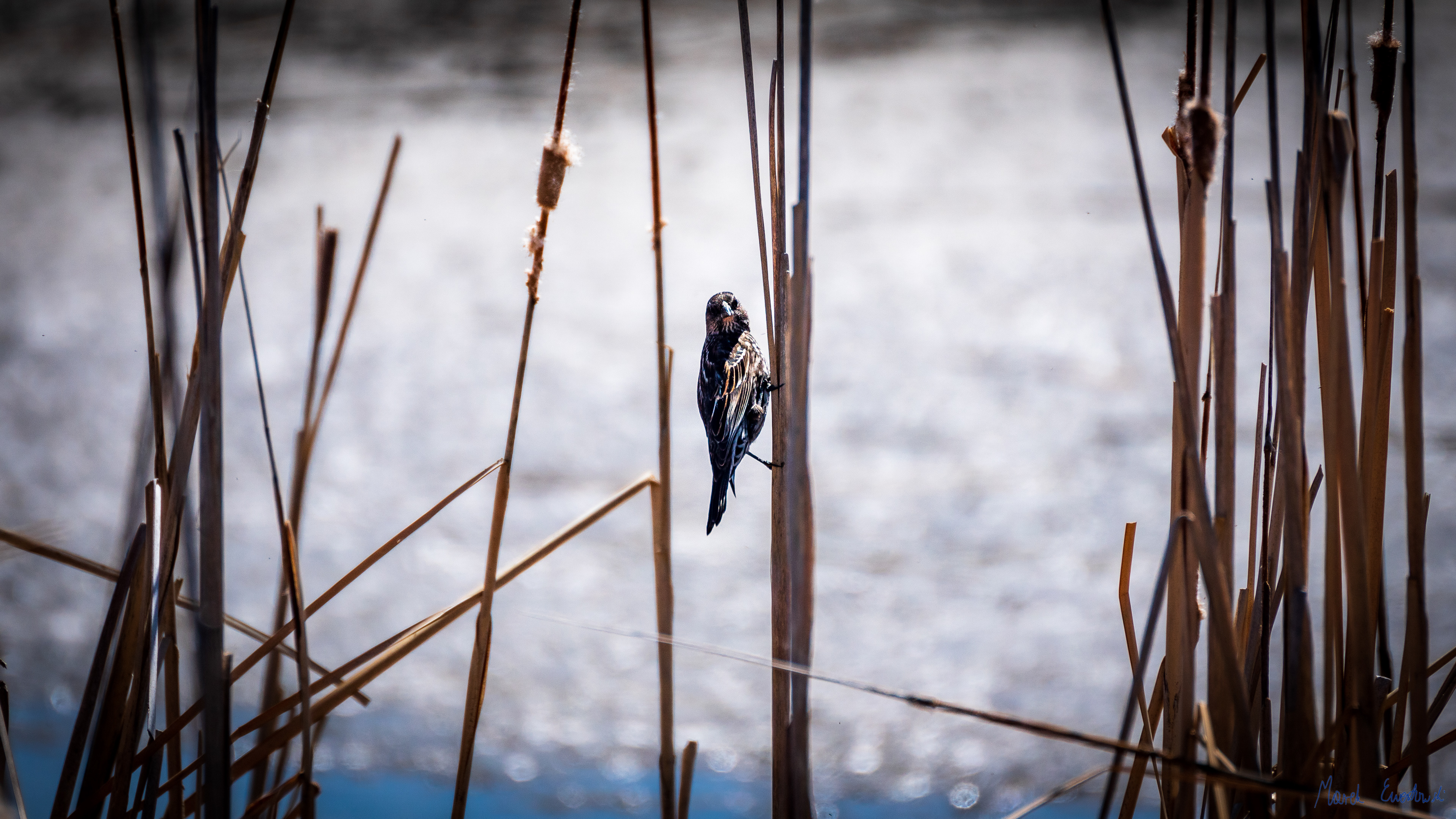  Bear River Migratory Bird Refuge, Utah