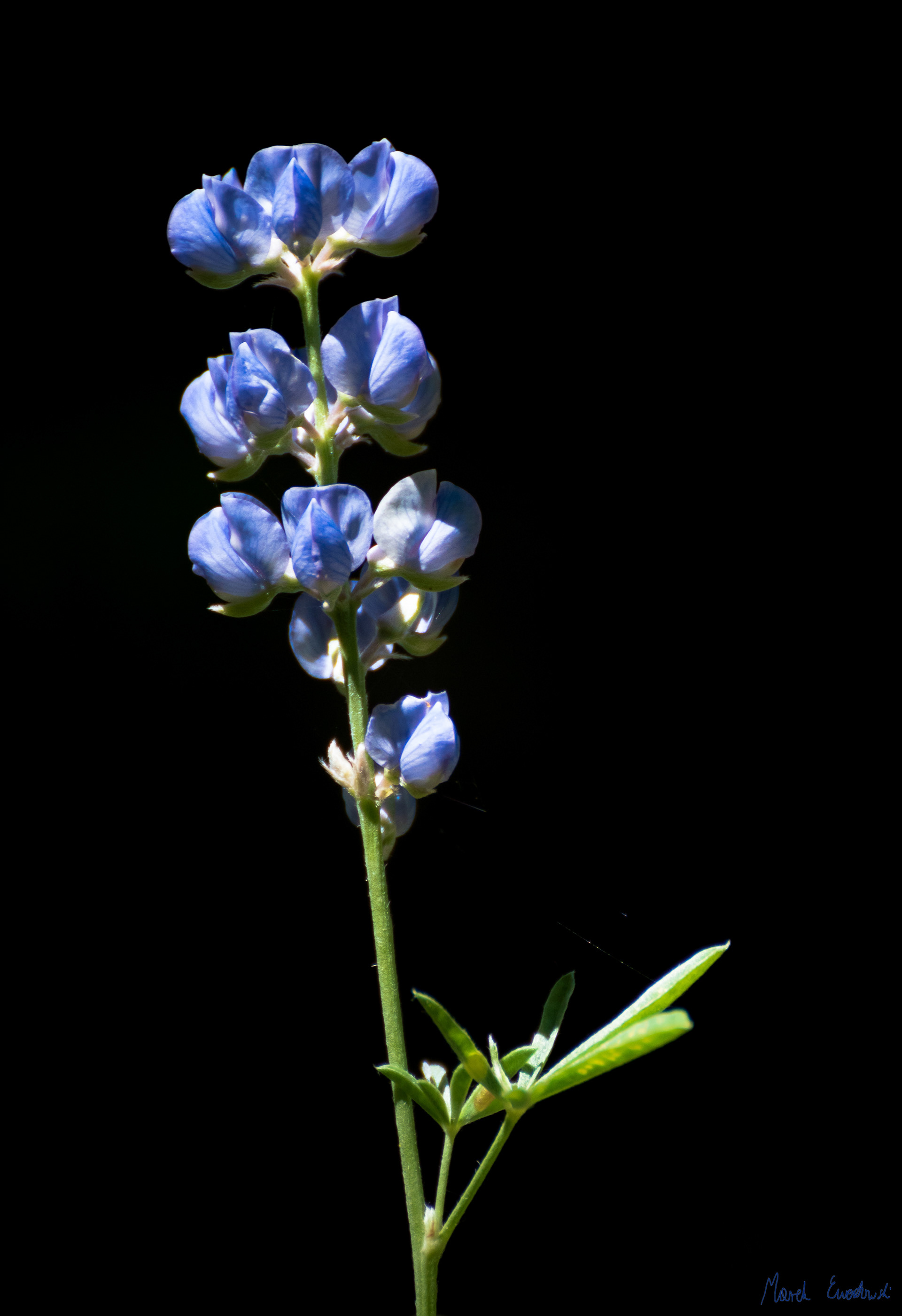 Great Basin National Park, Nevada