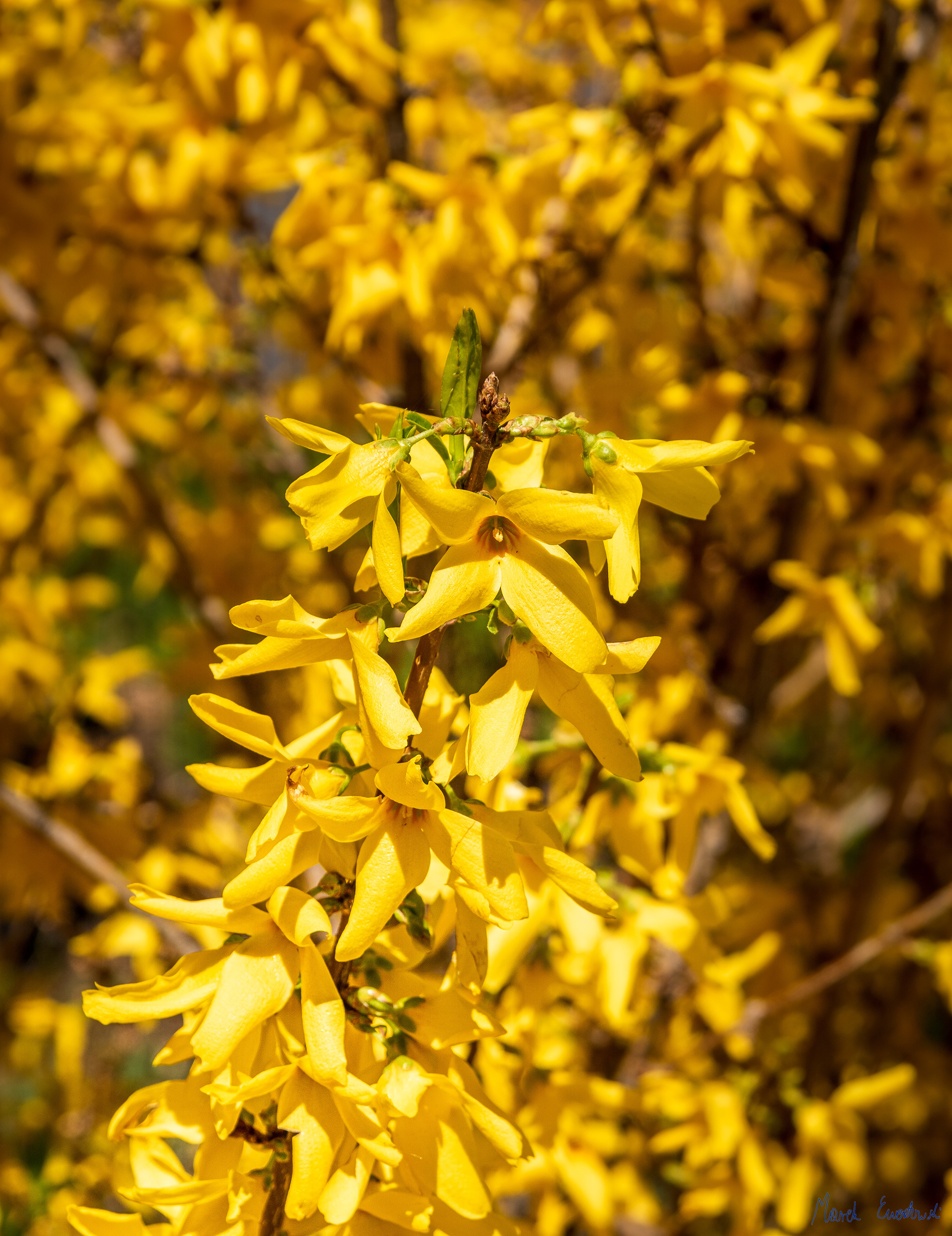 Utah State University Campus, Logan, Utah