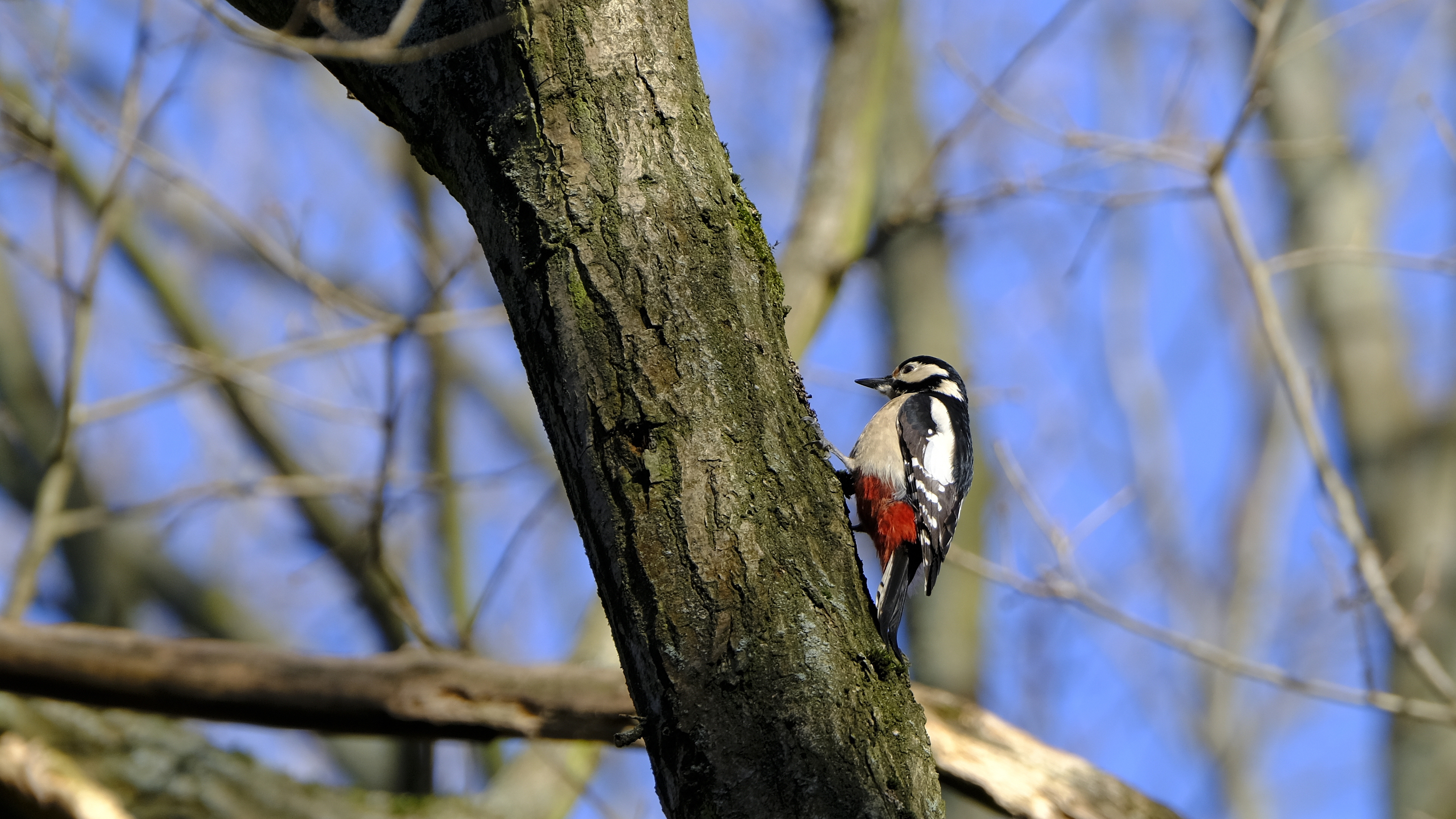 Dzięcioł duży (Dendrocopos major) 02.2022