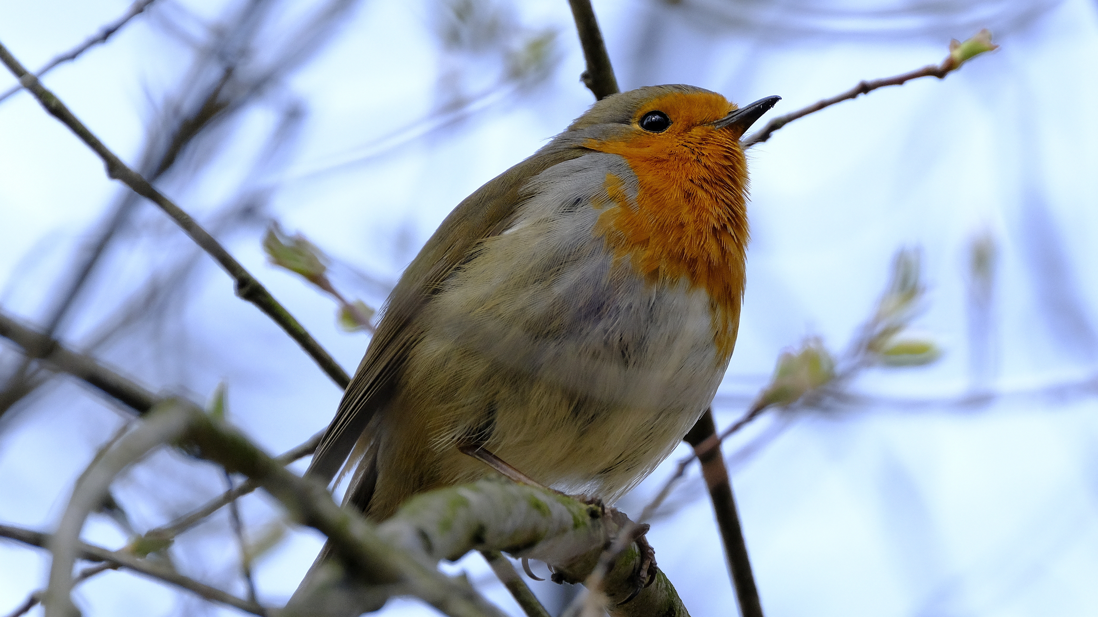 Rudzik (Erithacus rubicola) 03.2022